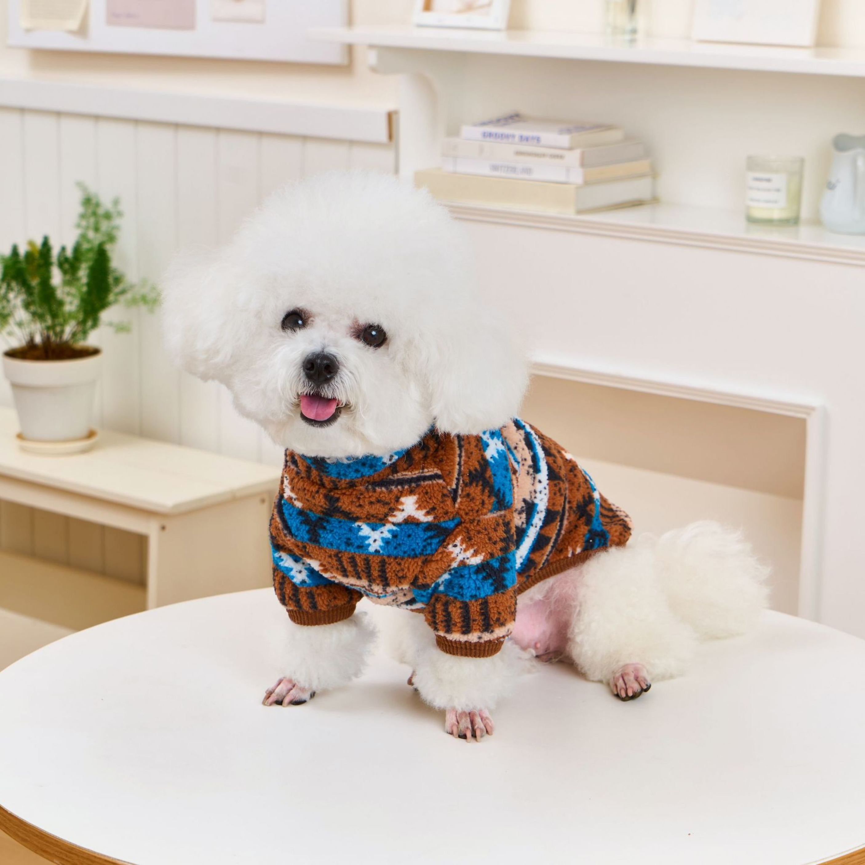 Anadolu Esintisi Köpek Polar