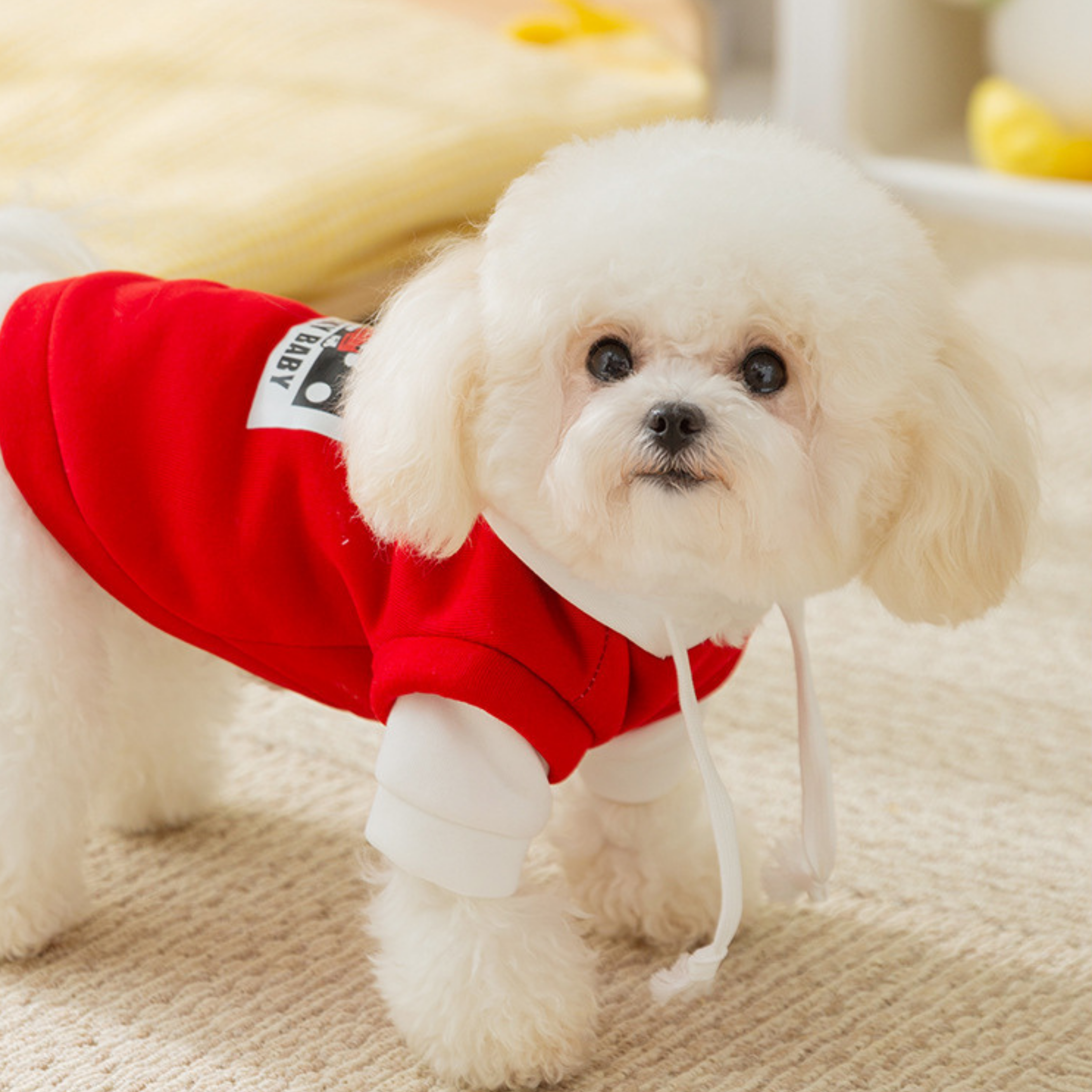 Maltipoodle