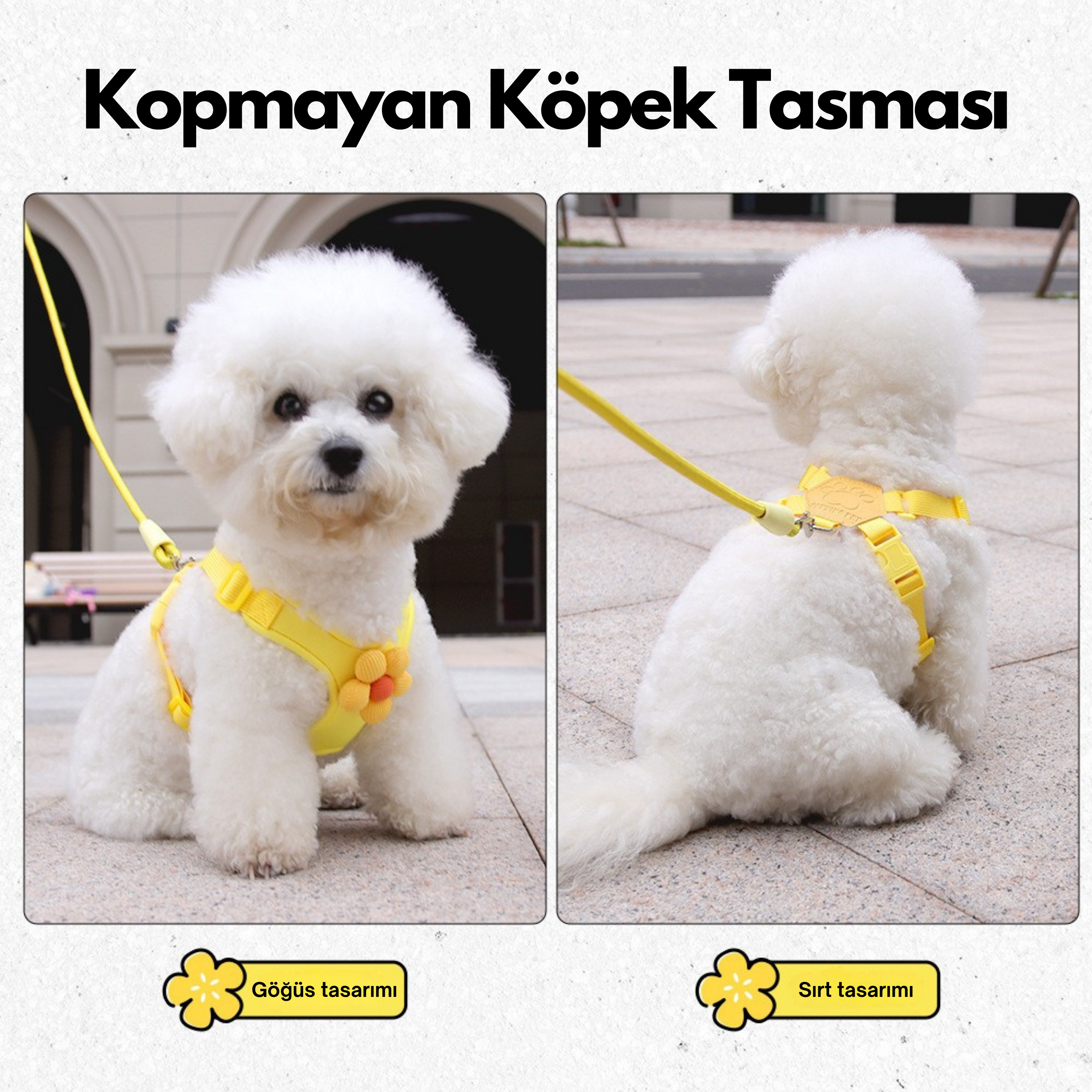 Maltipoodle