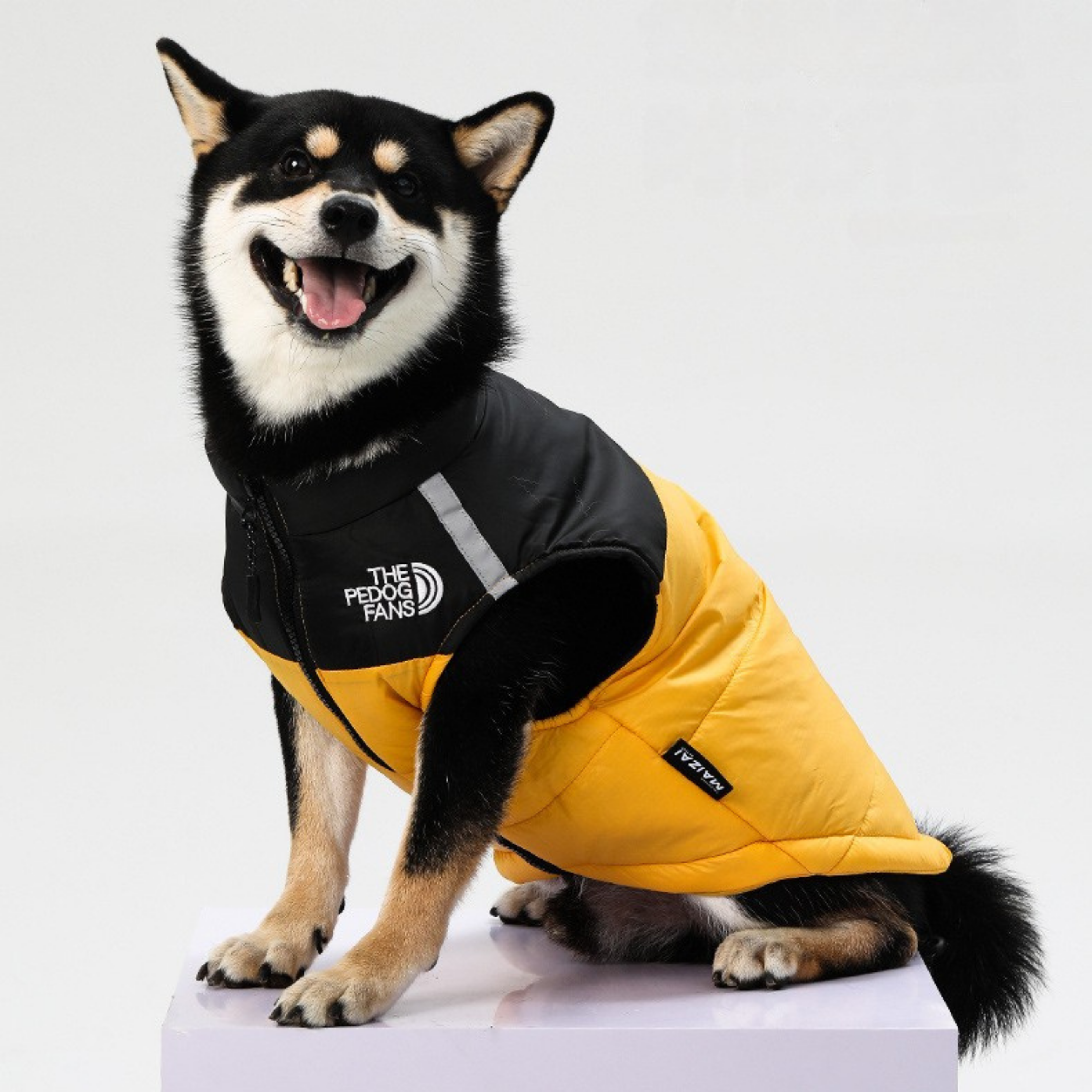 Maltipoodle