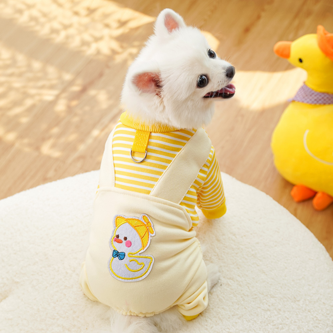 Maltipoodle