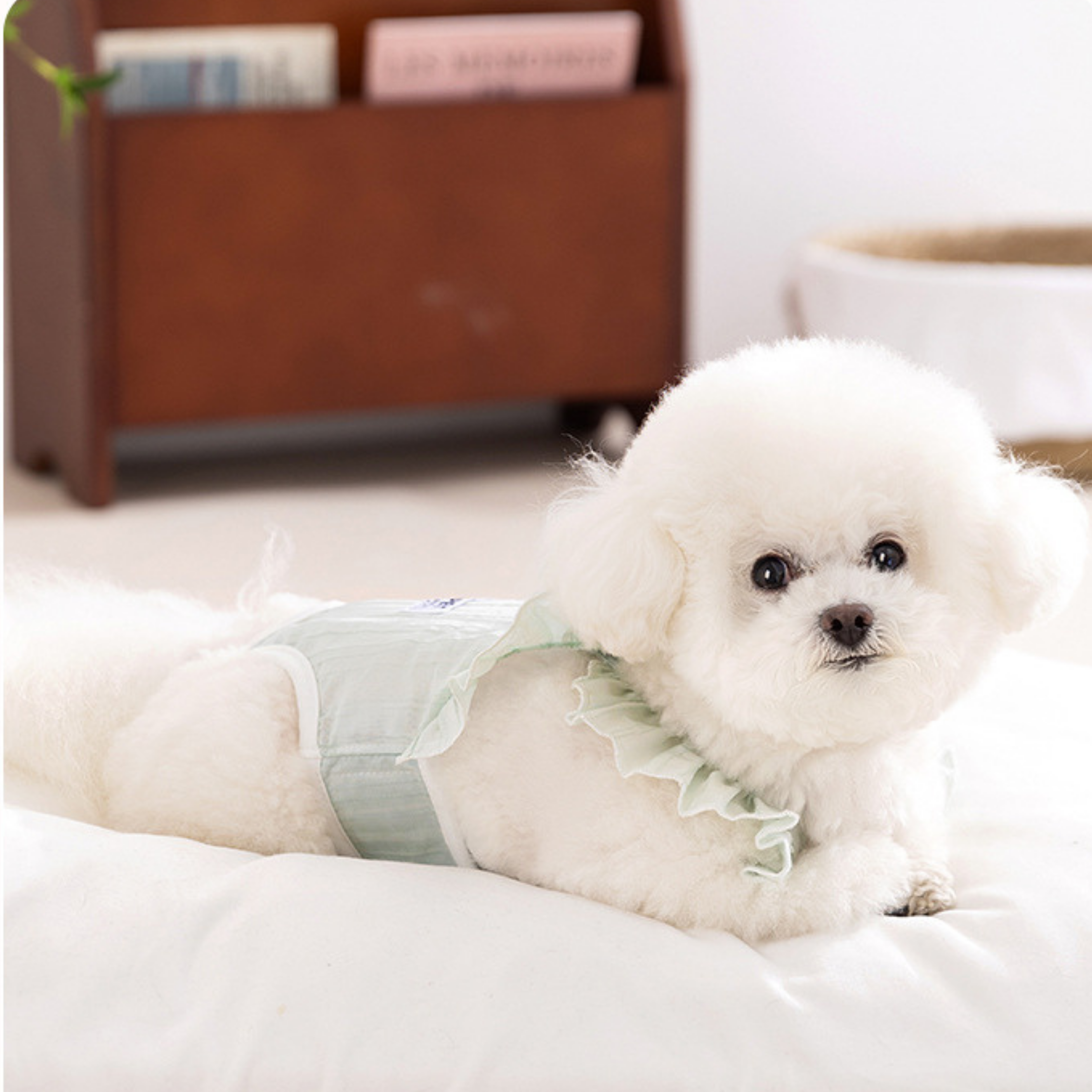 Maltipoodle
