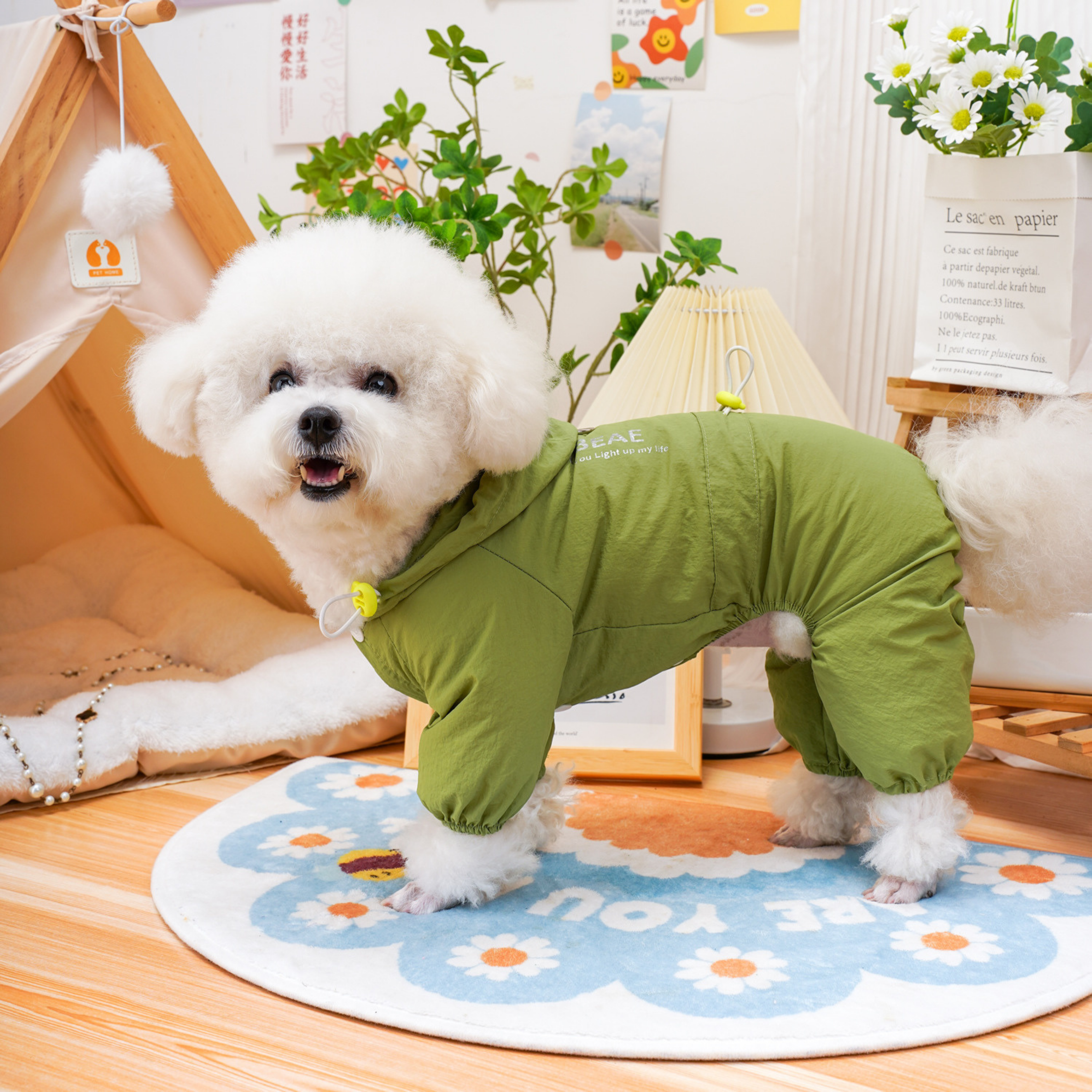 Maltipoodle
