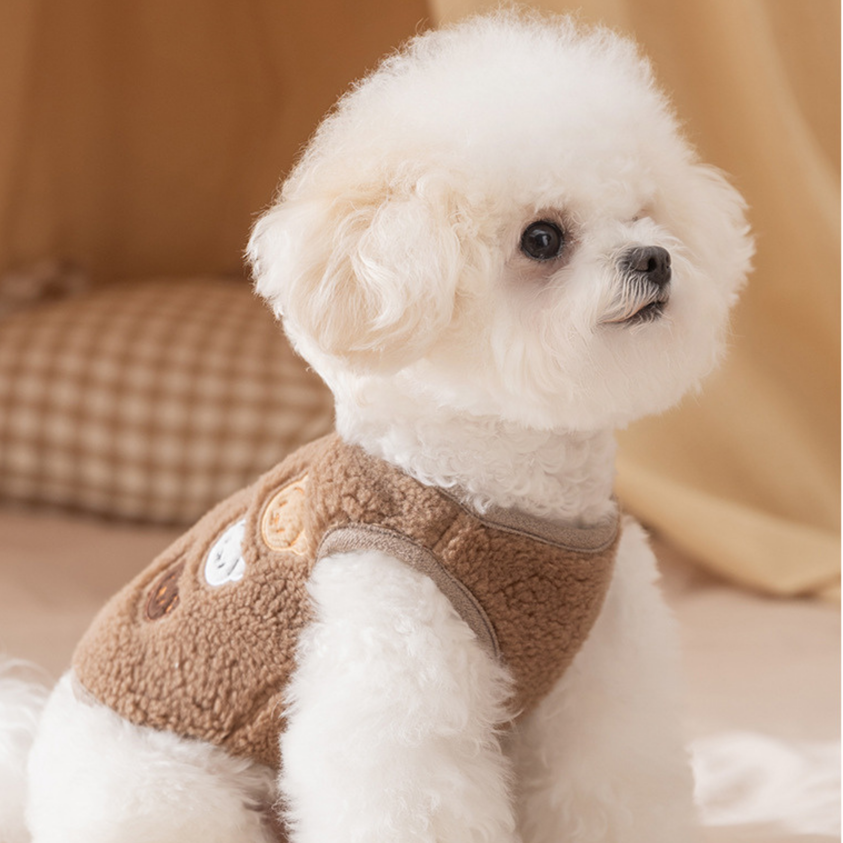 Maltipoodle