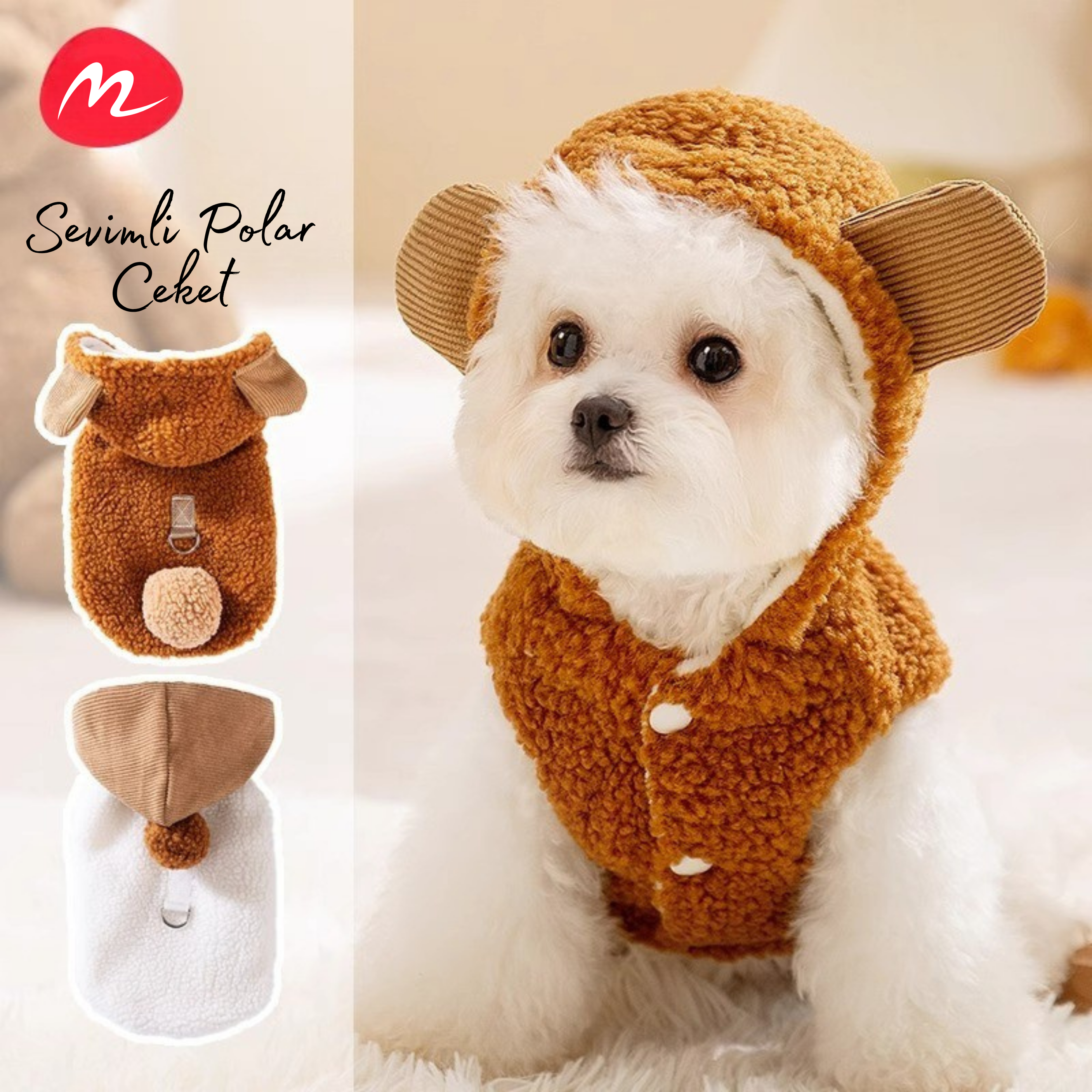 Maltipoodle