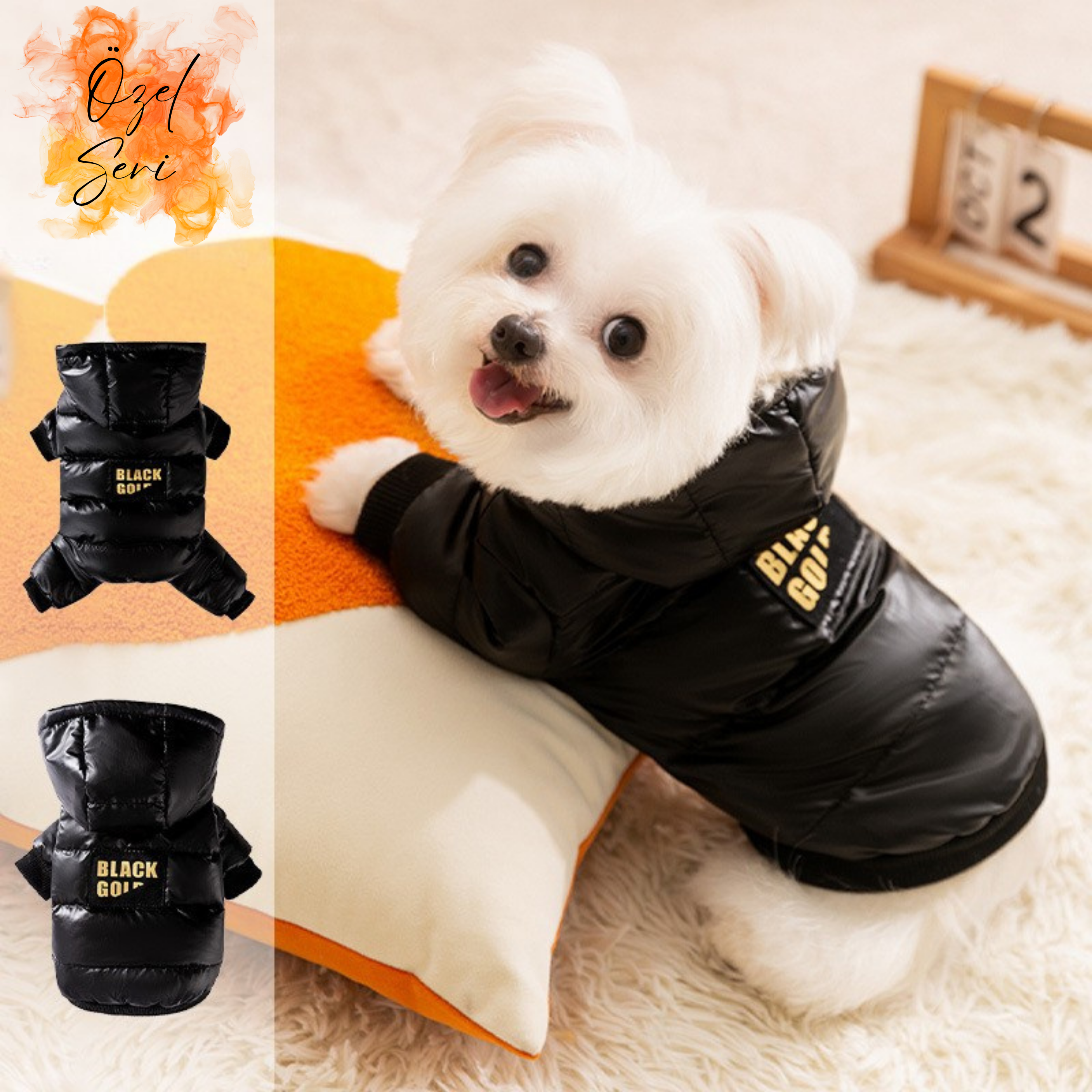 Maltipoodle