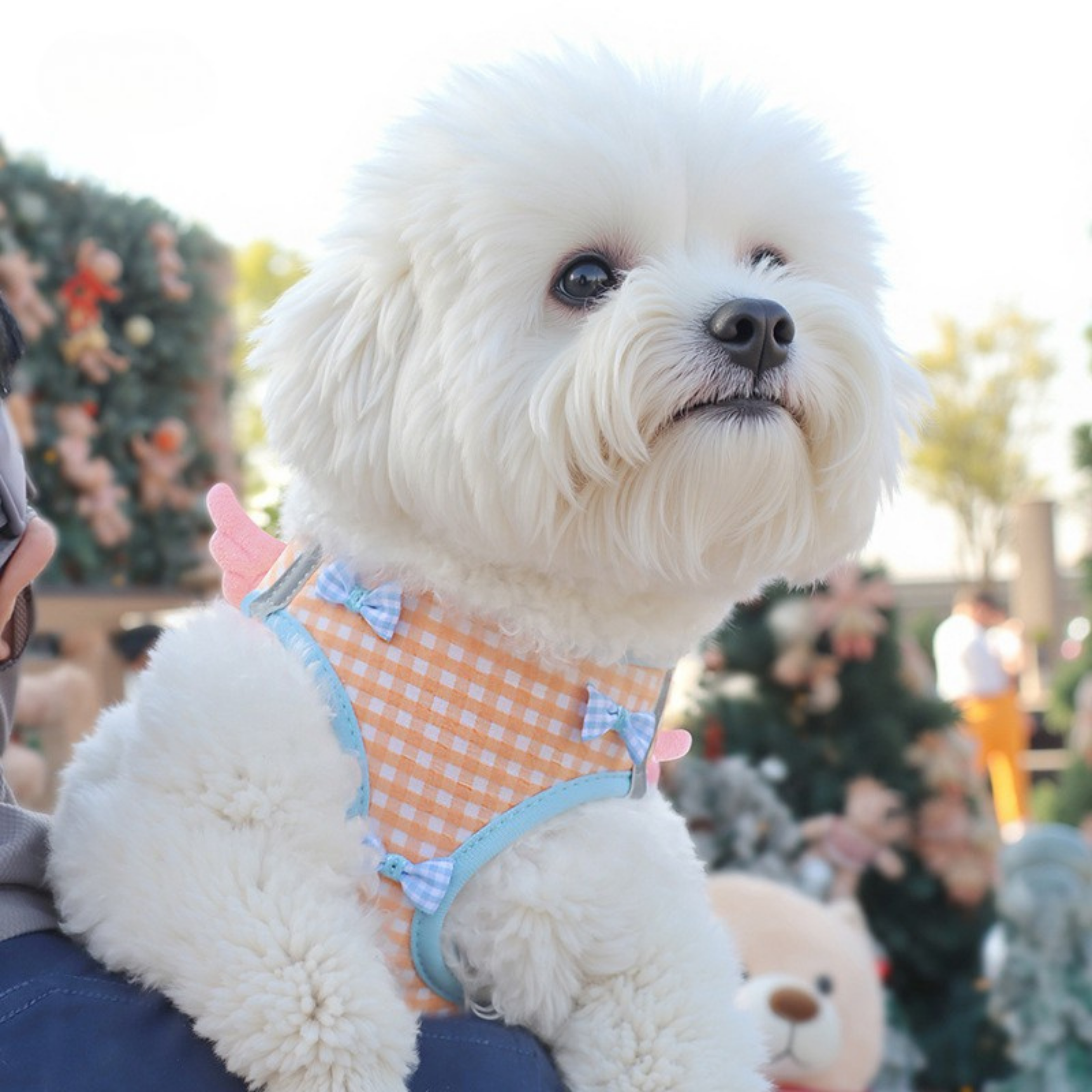 Maltipoodle
