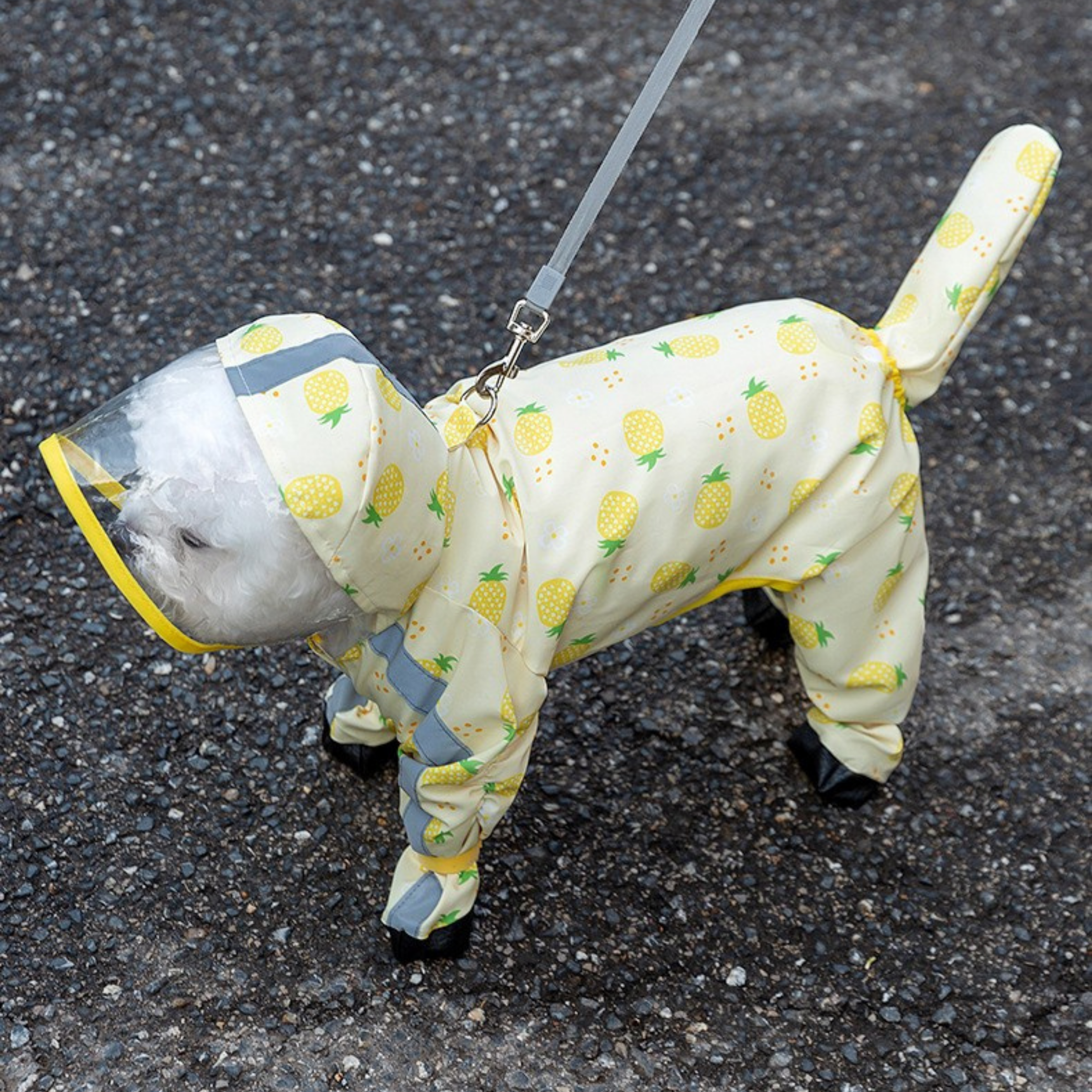 Maltipoodle