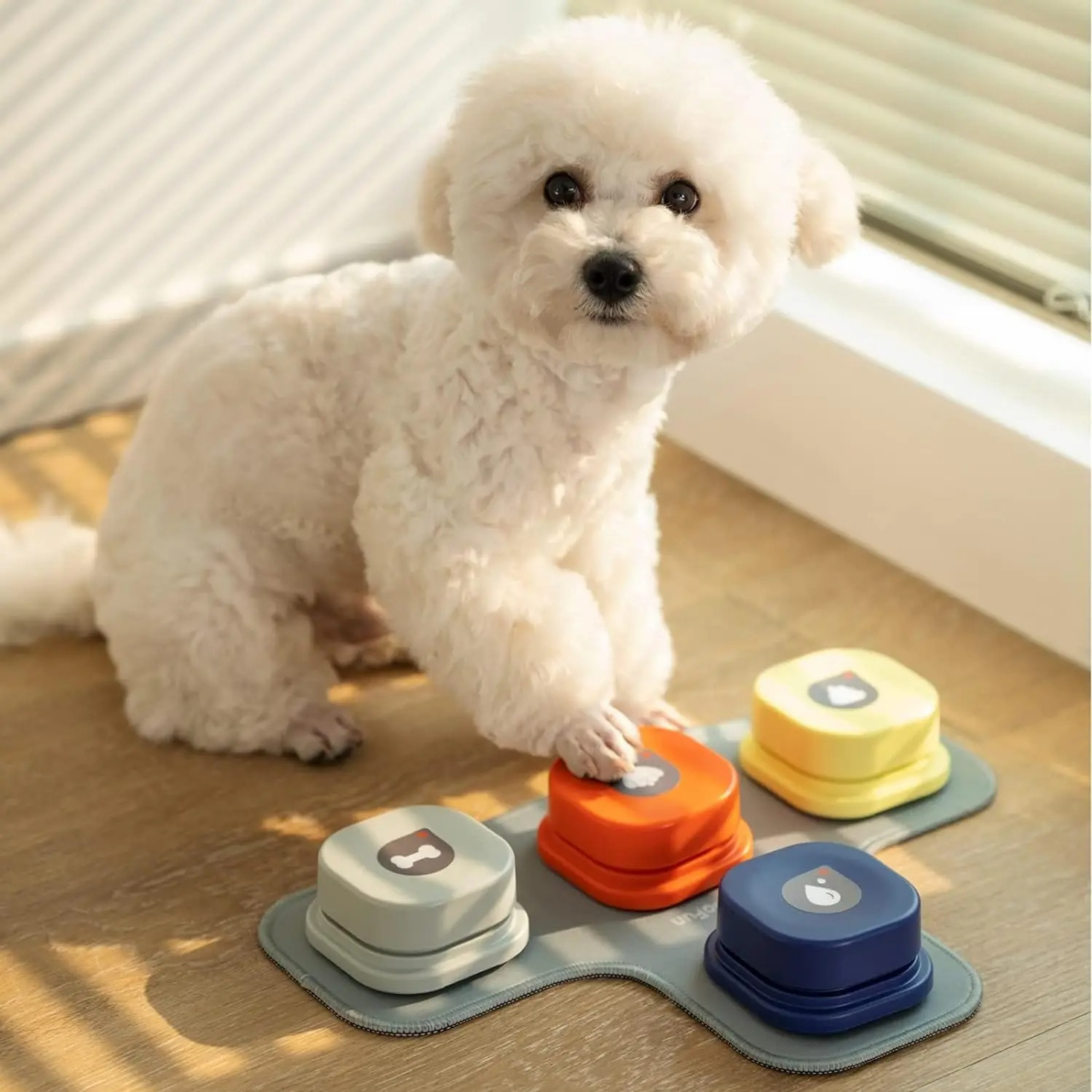 Maltipoodle