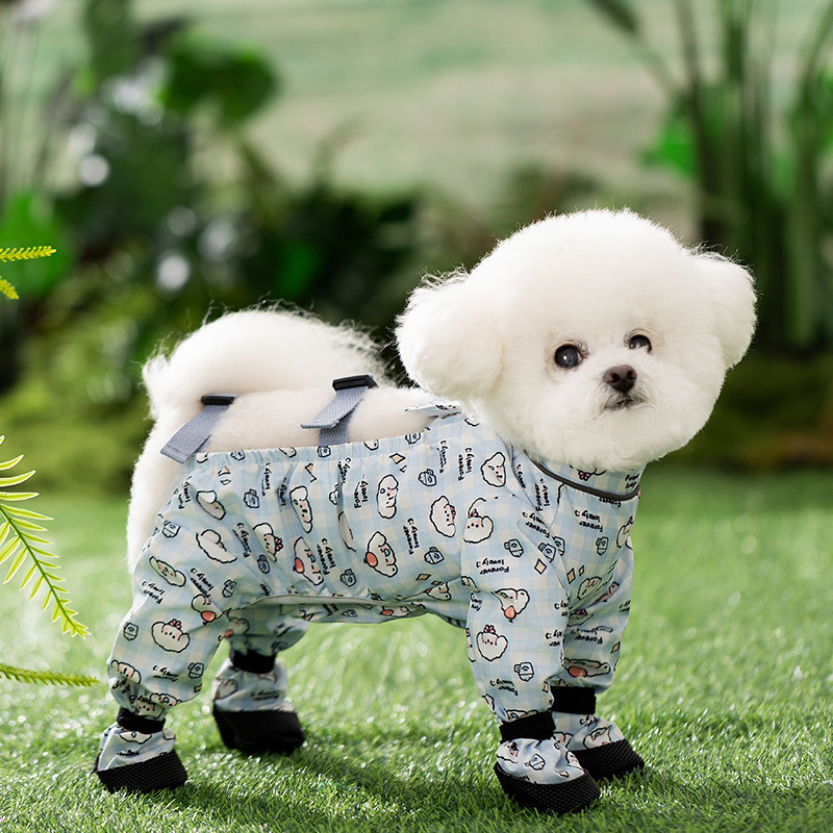Maltipoodle