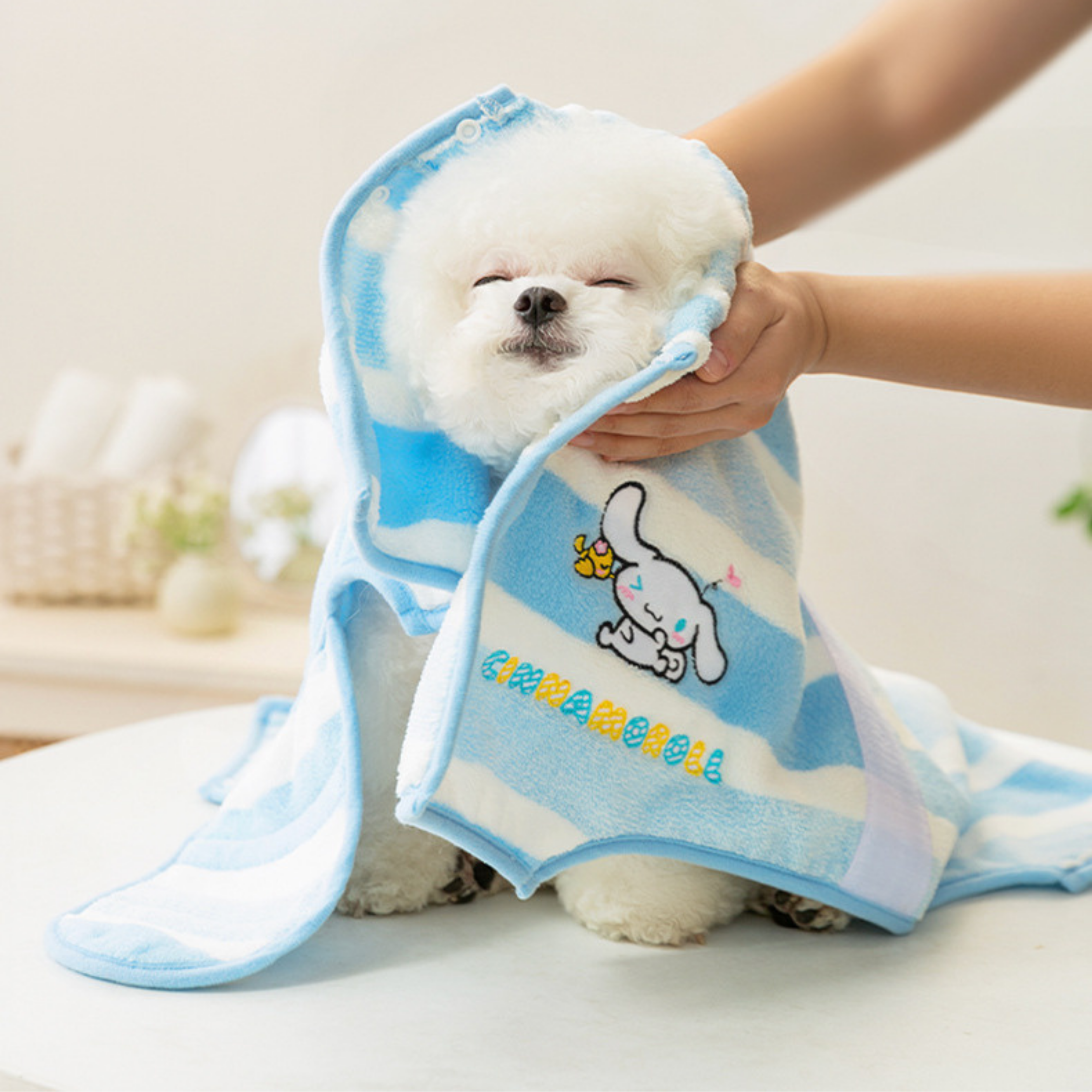 Maltipoodle