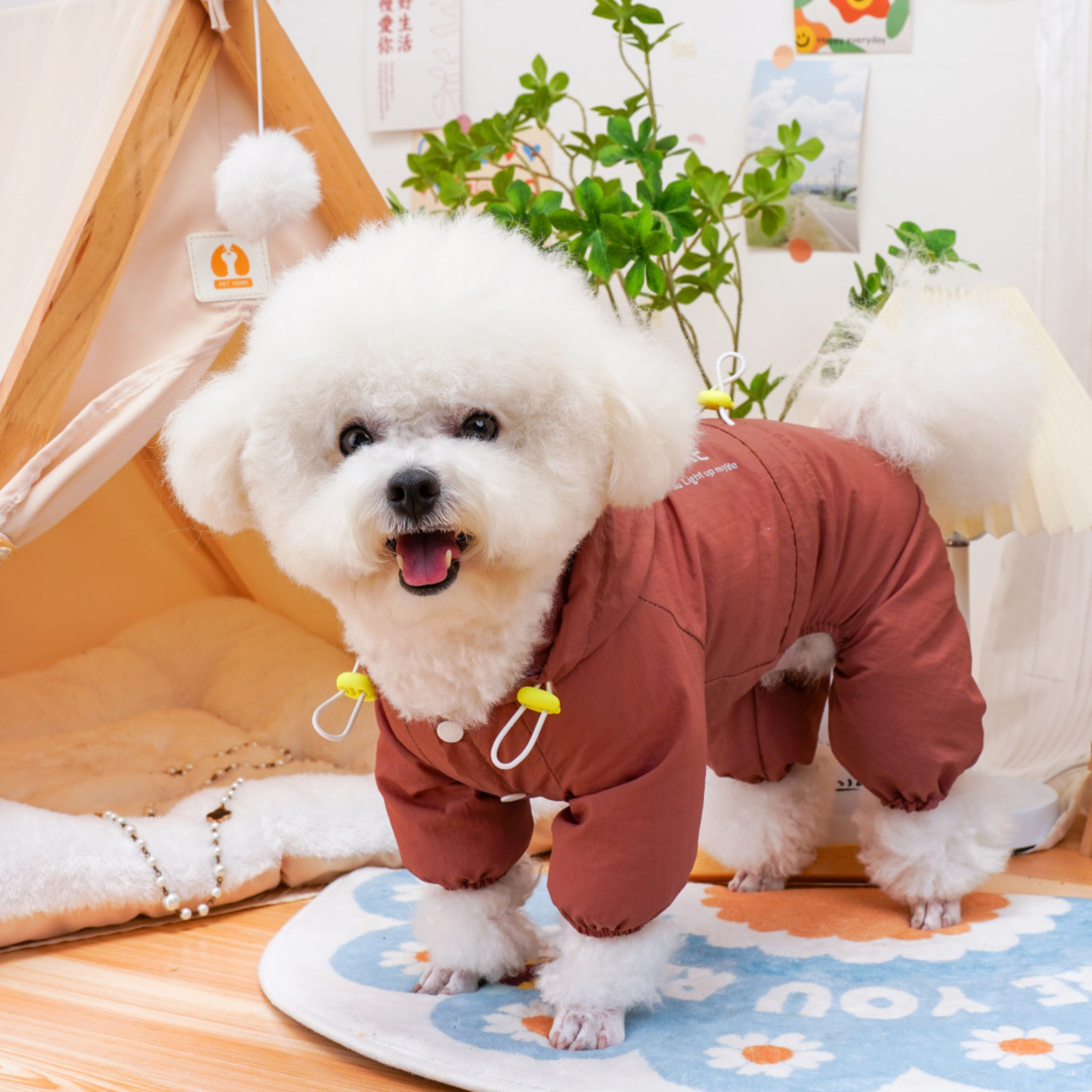 Maltipoodle