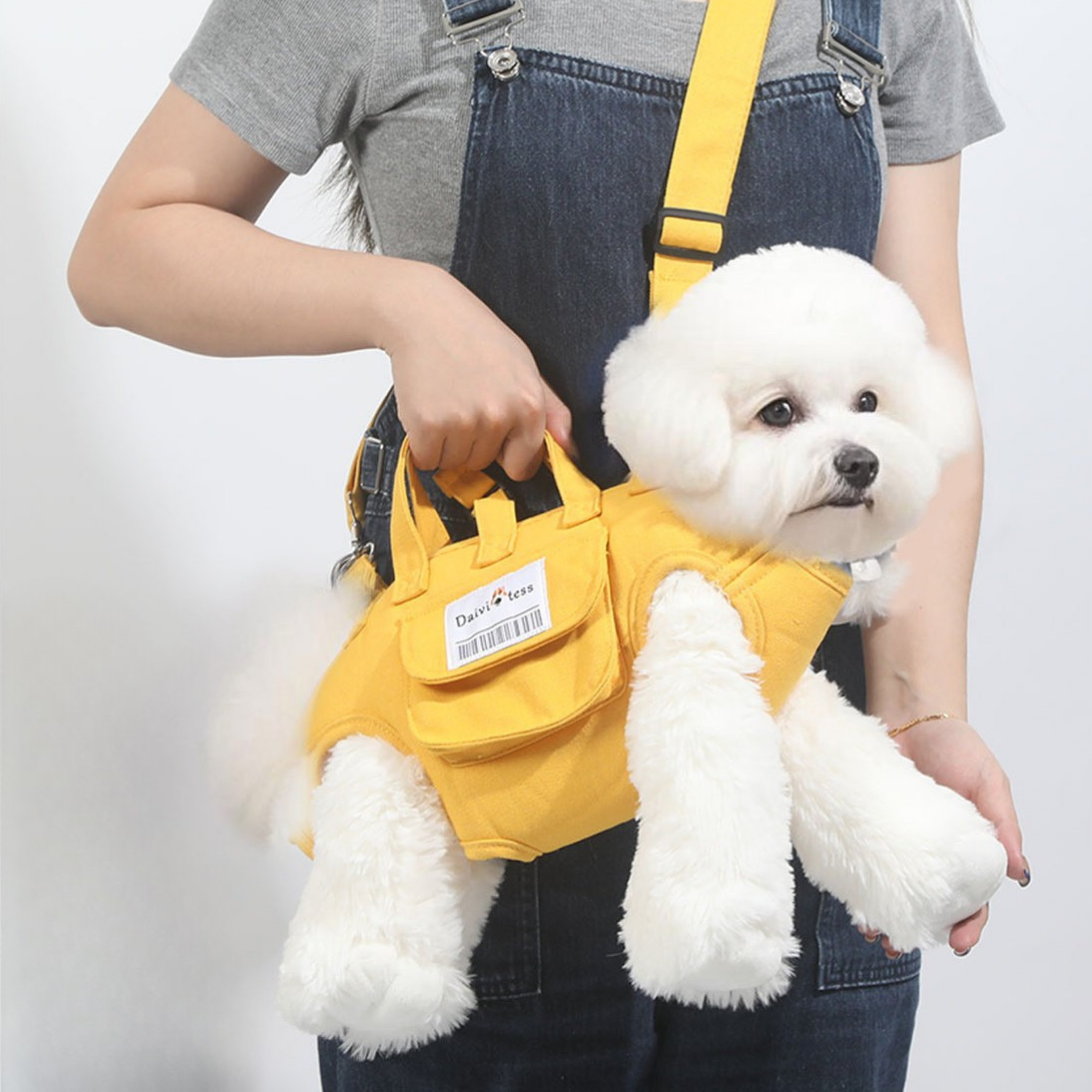 Maltipoodle