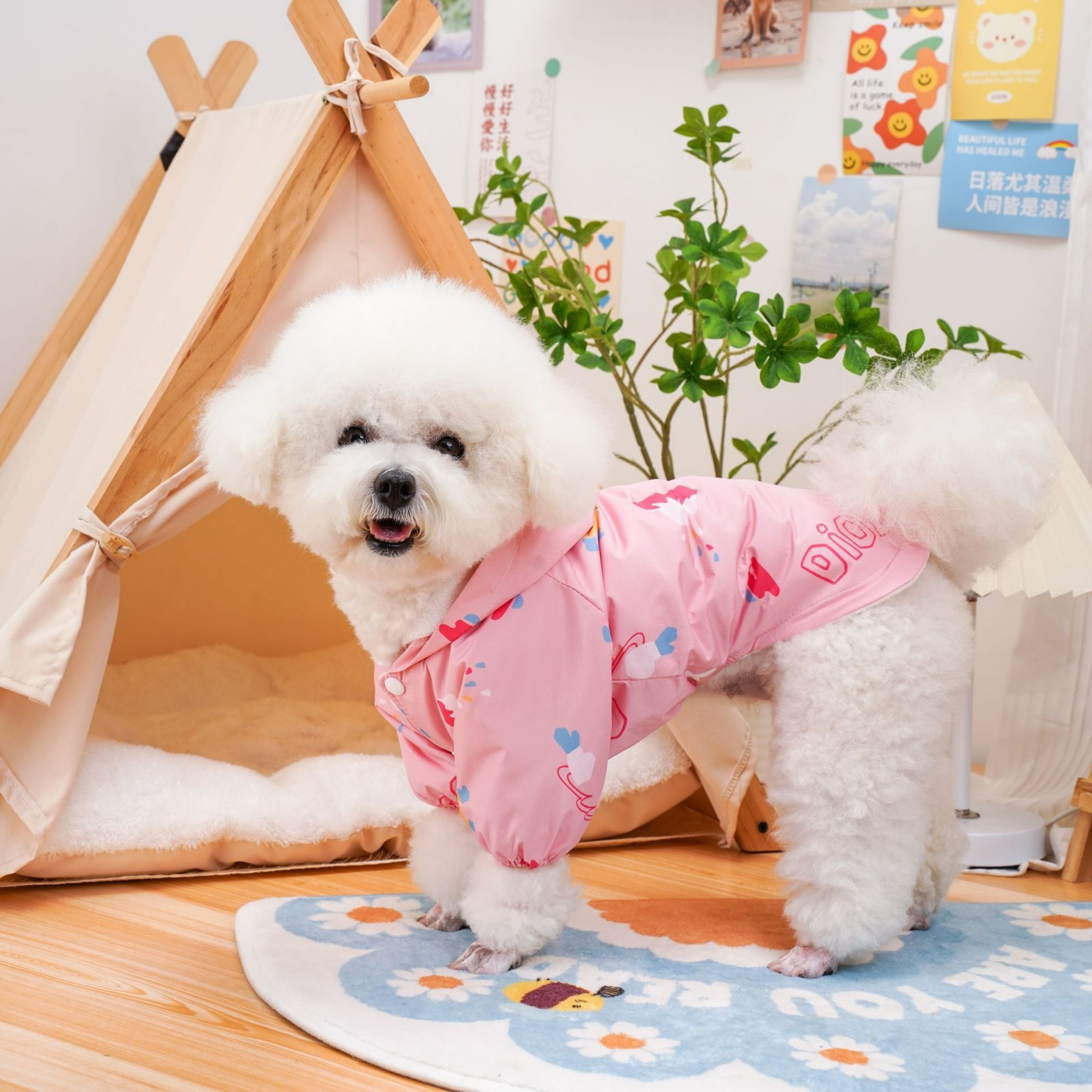 Maltipoodle