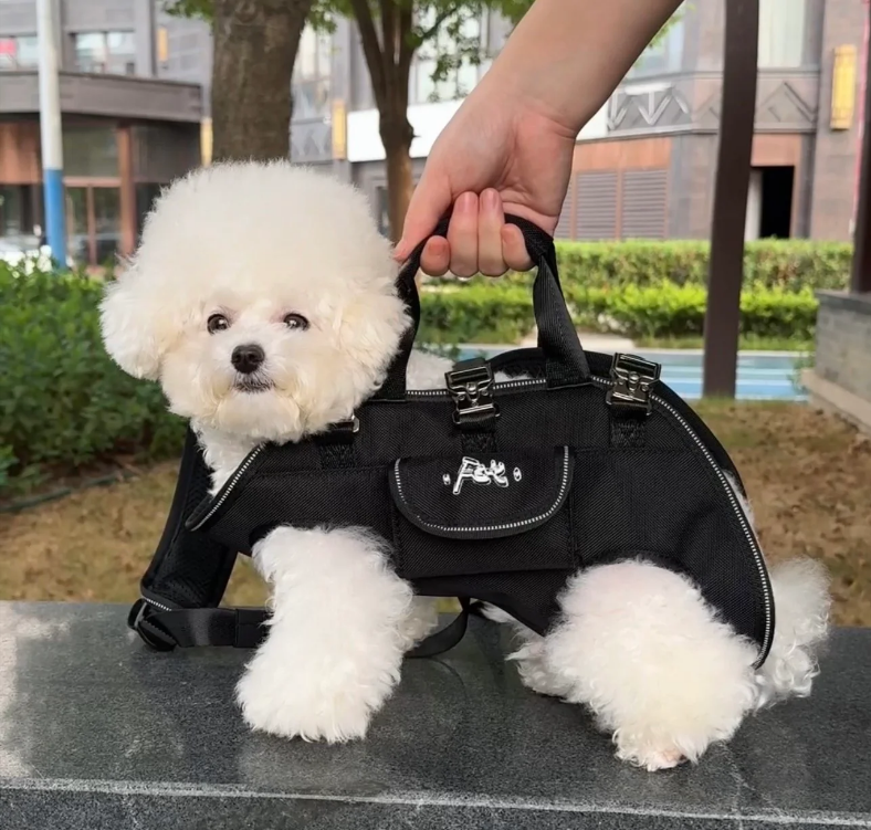Maltipoodle