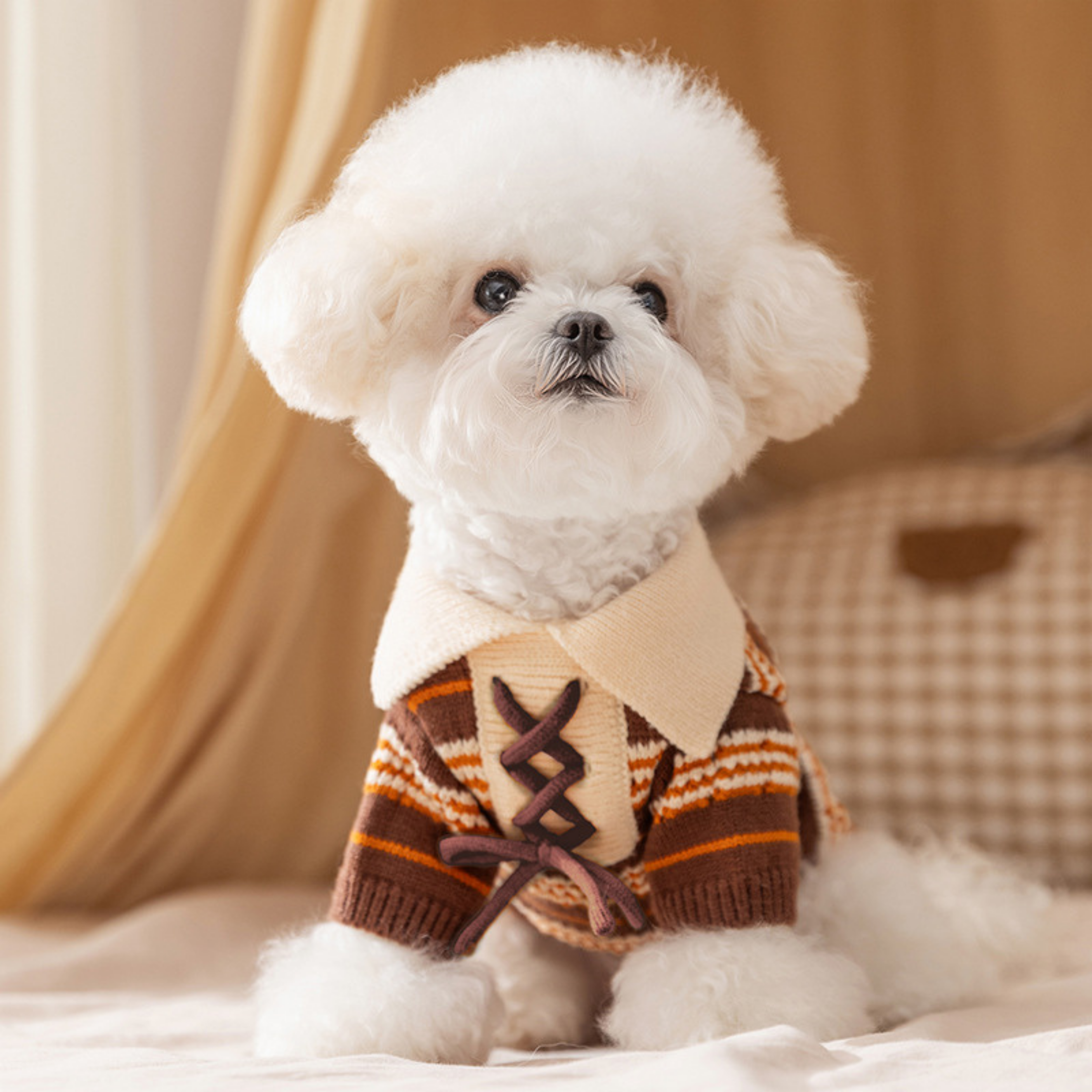 Maltipoodle