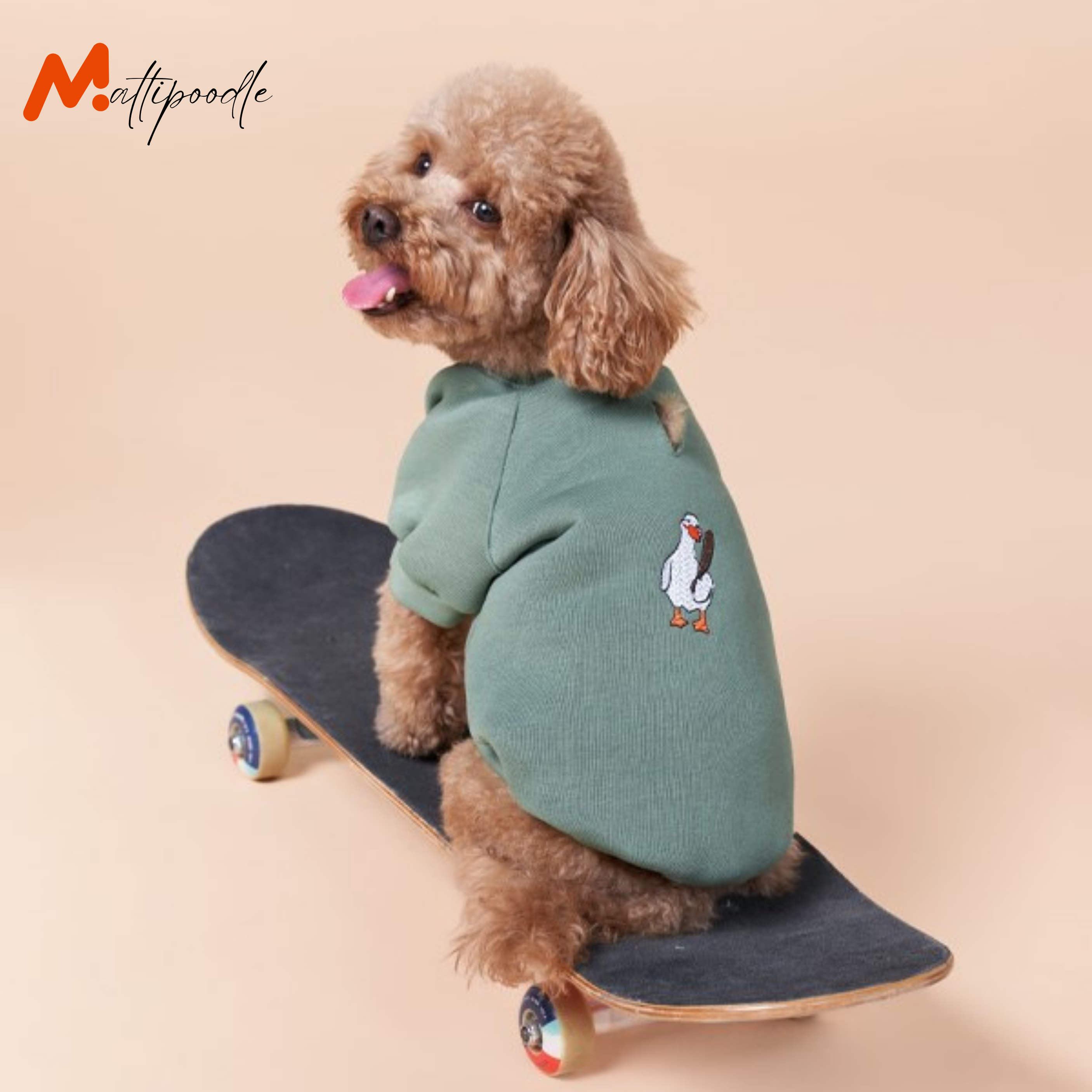 Maltipoodle
