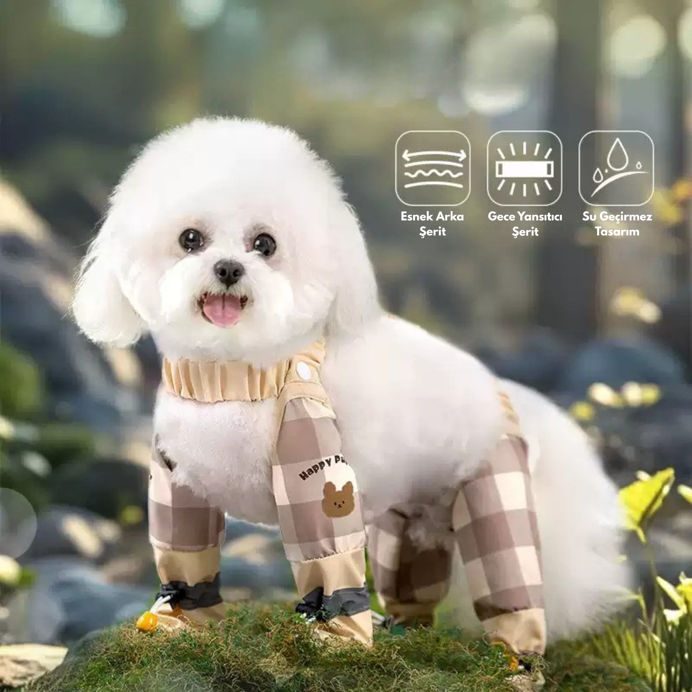 Maltipoodle