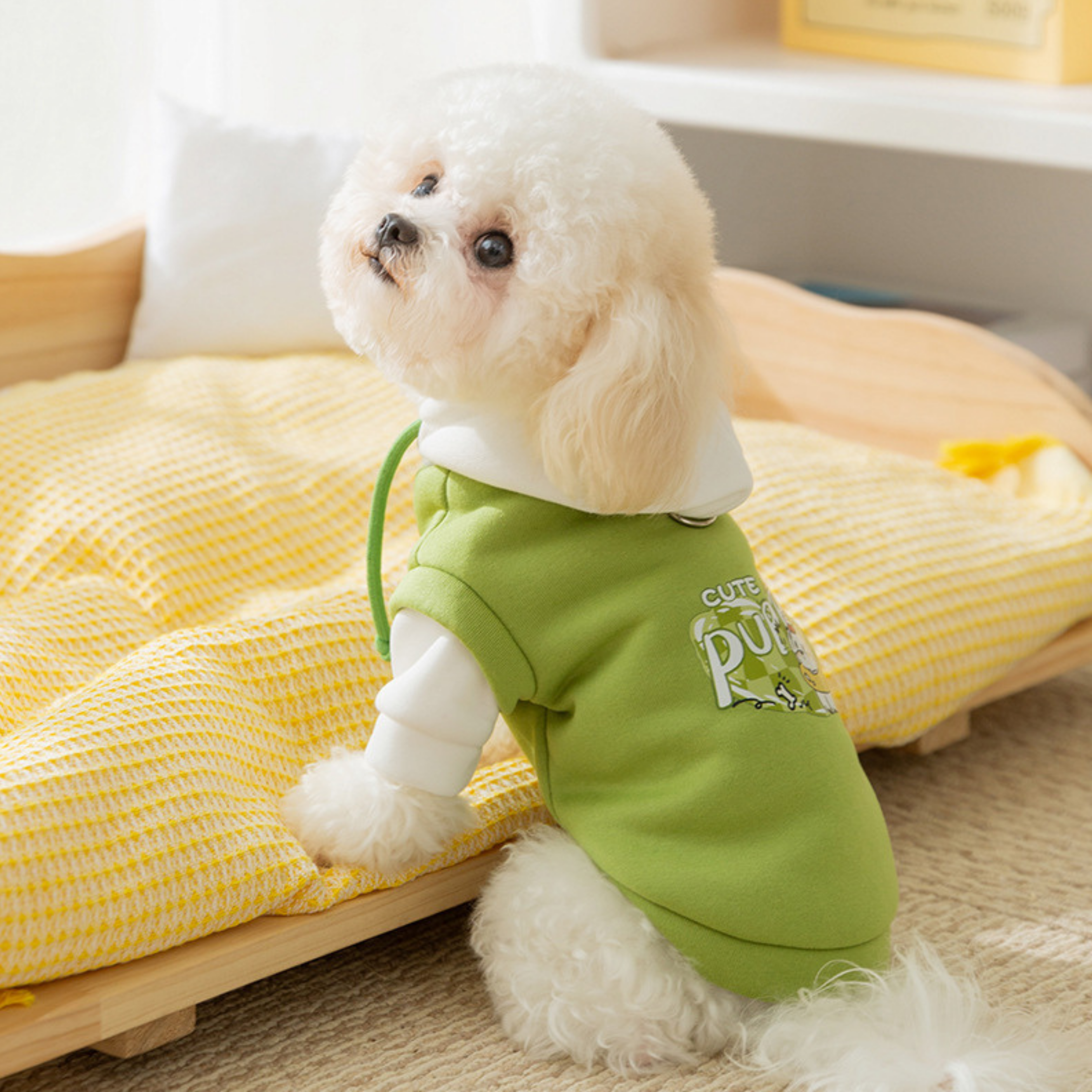 Maltipoodle