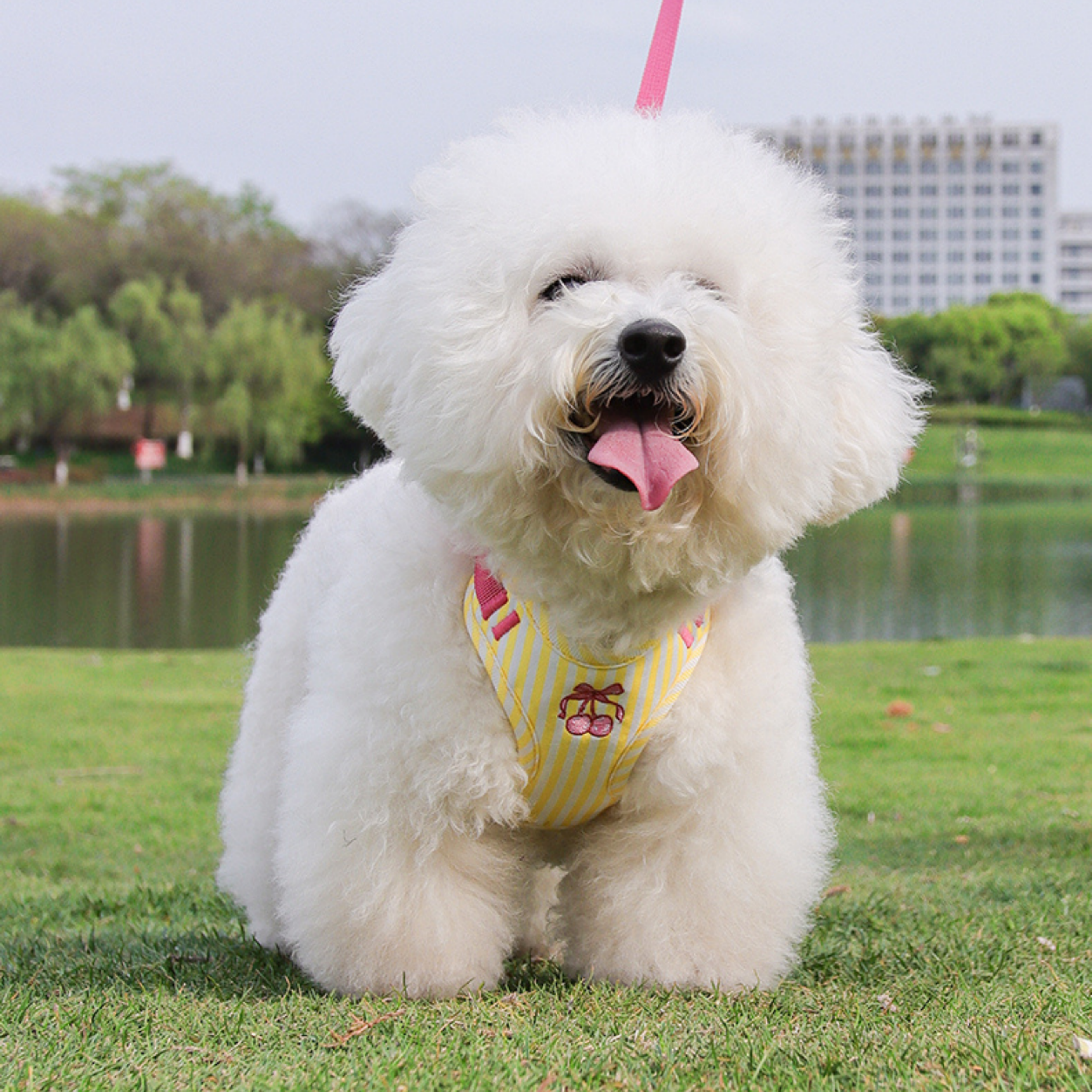 Maltipoodle