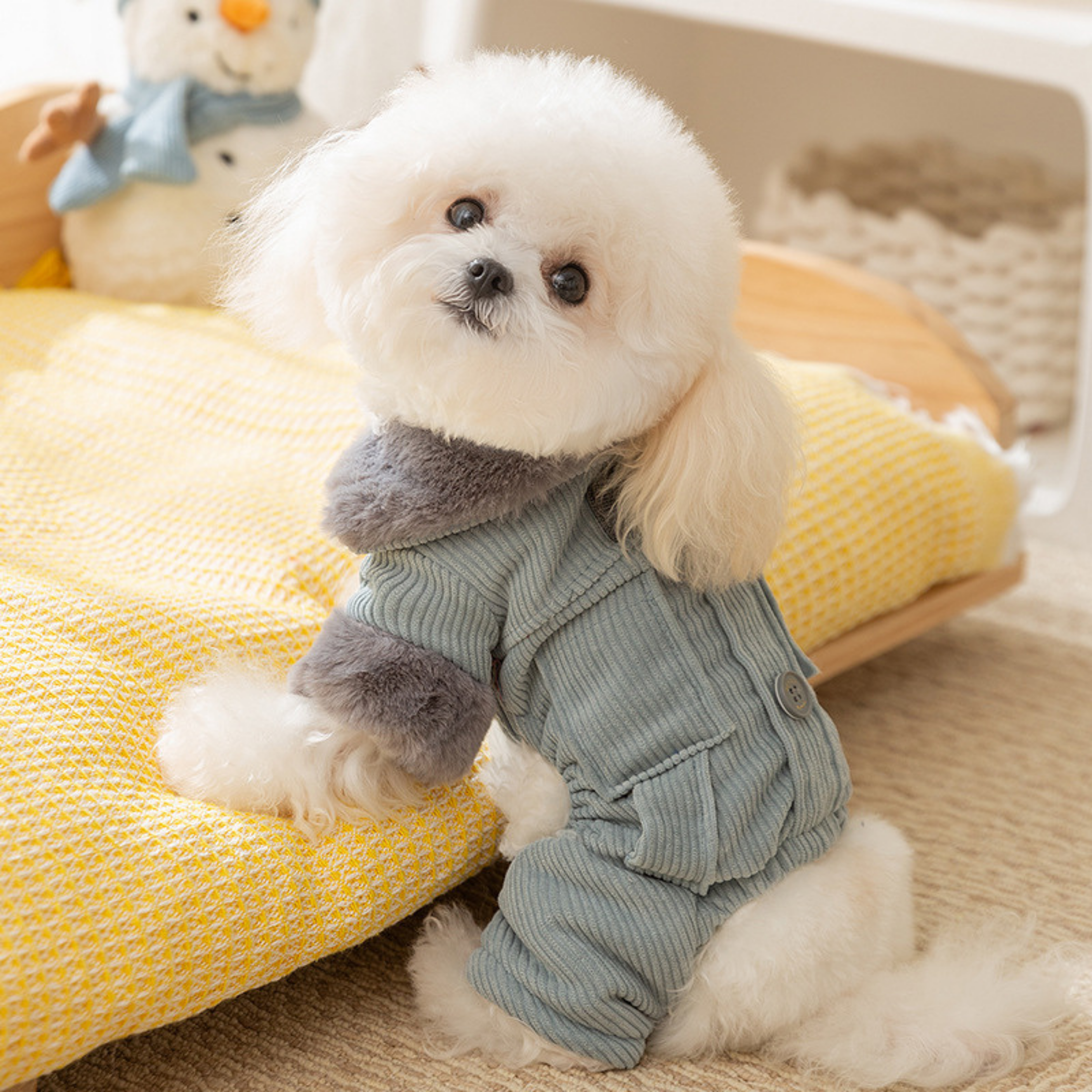 Maltipoodle