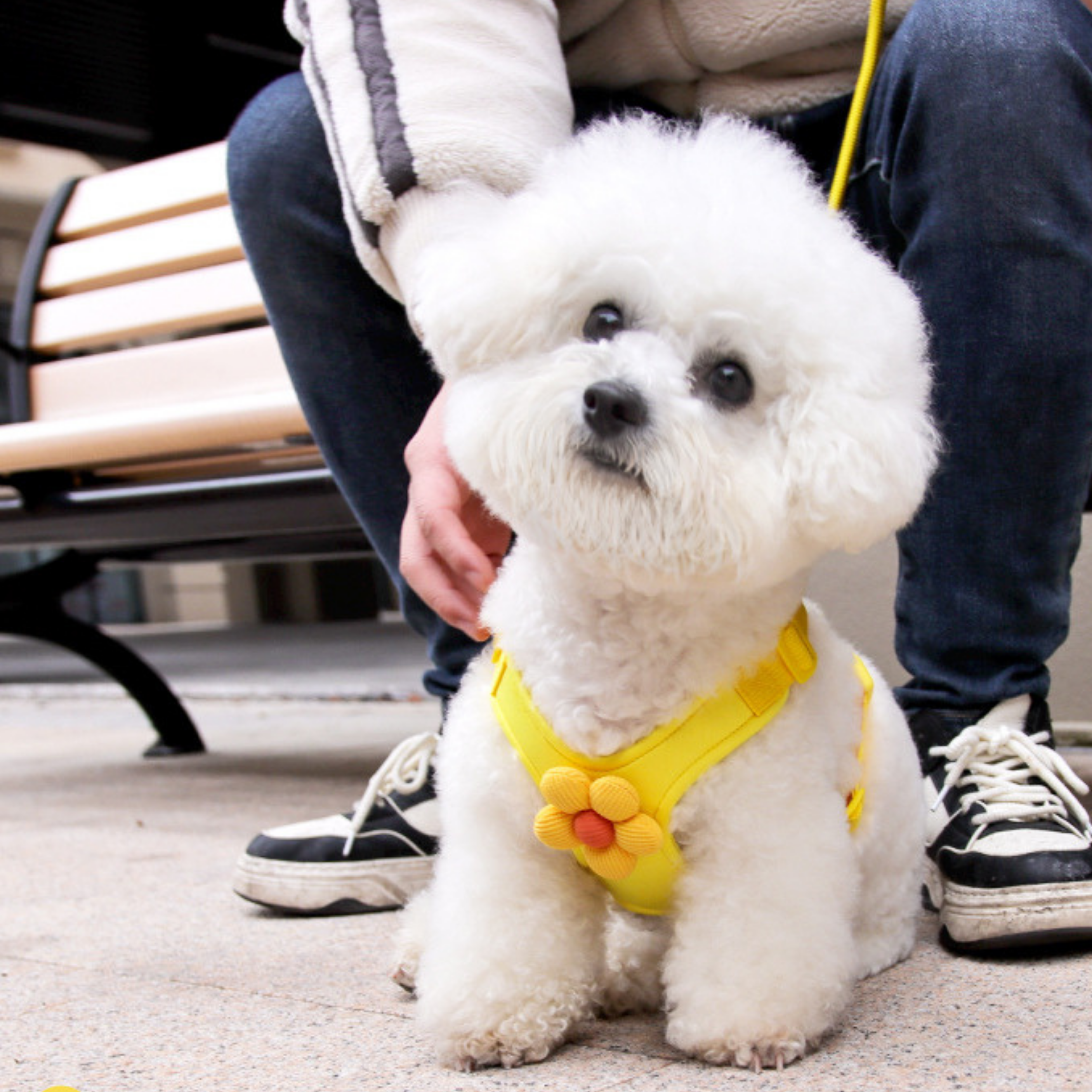 Maltipoodle