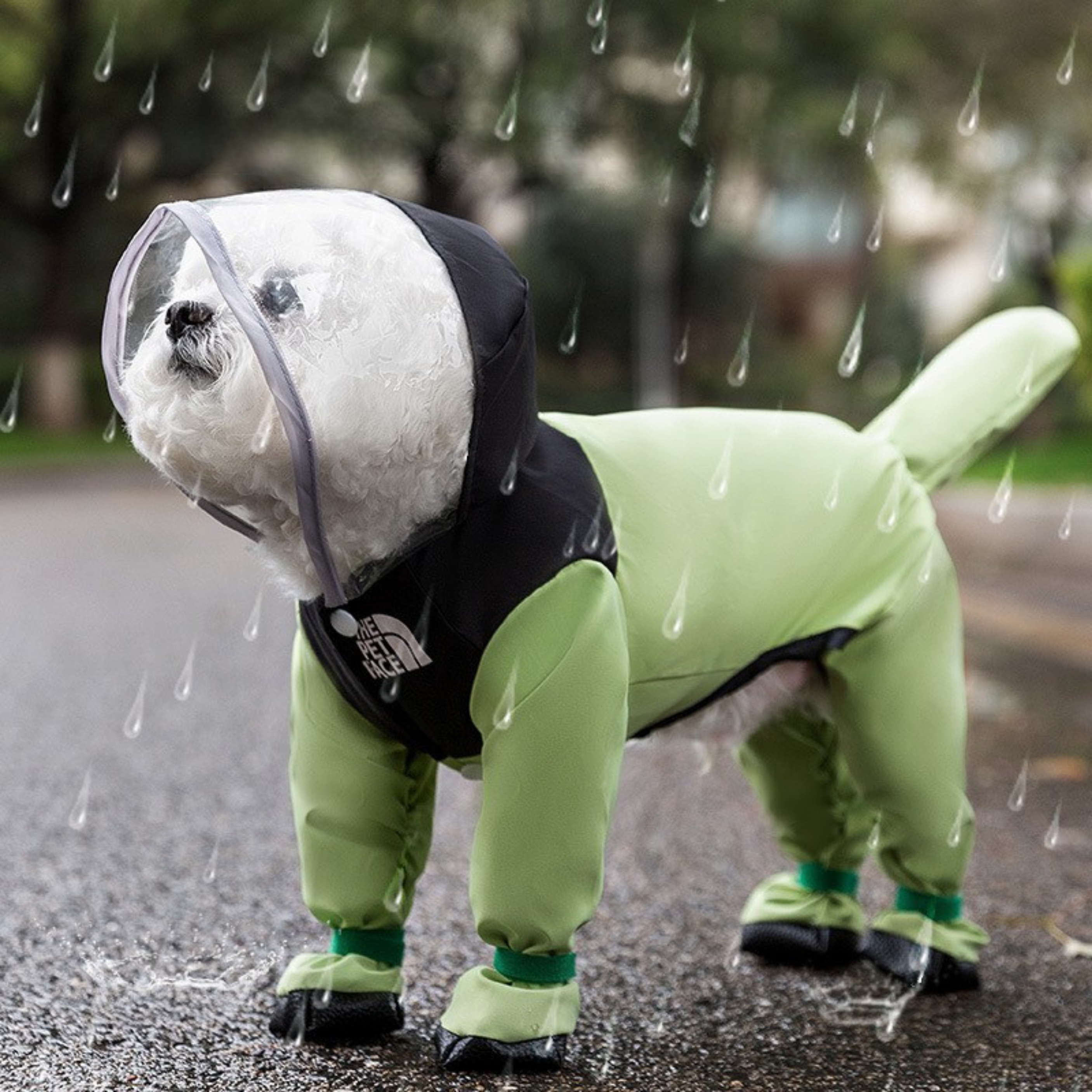 Maltipoodle