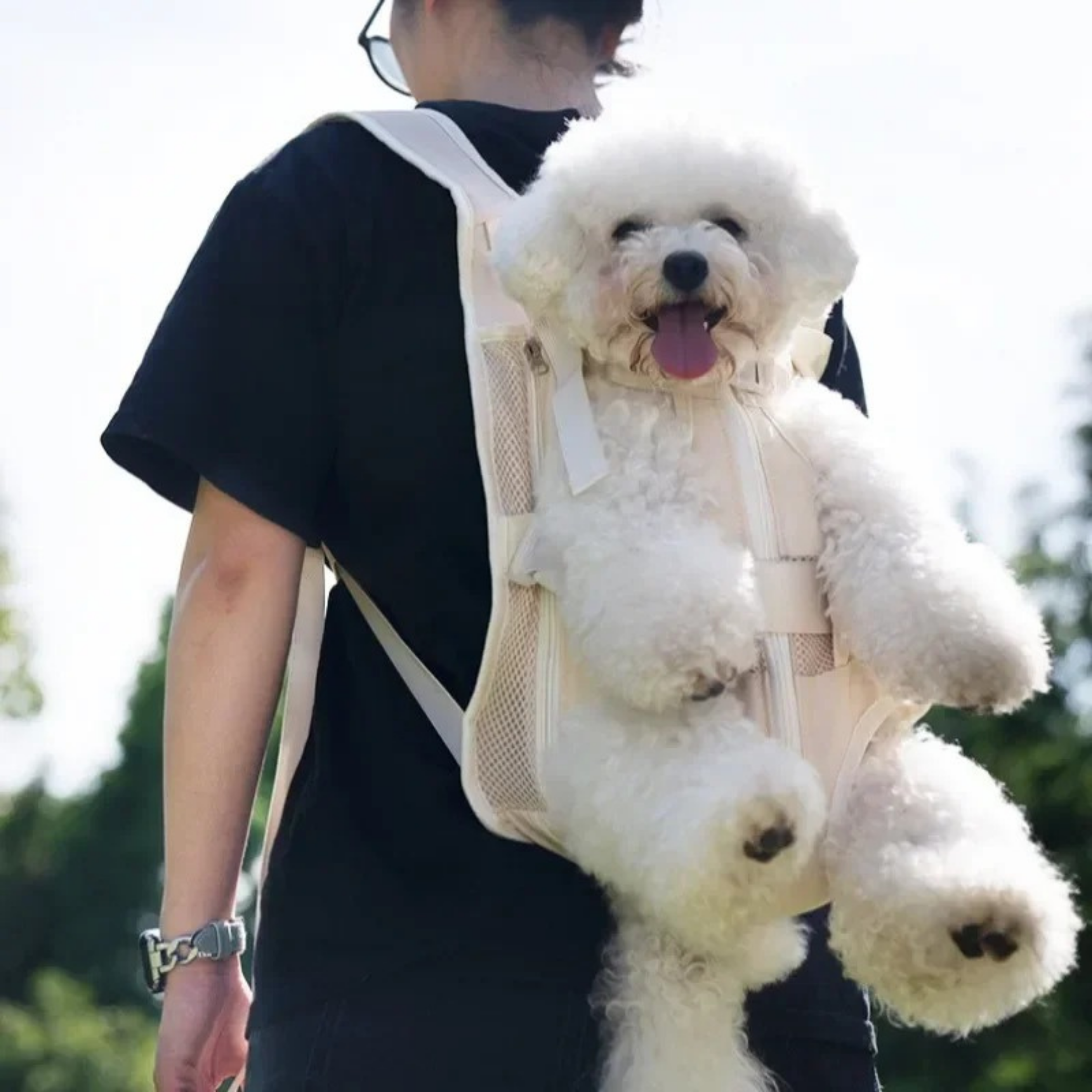Maltipoodle