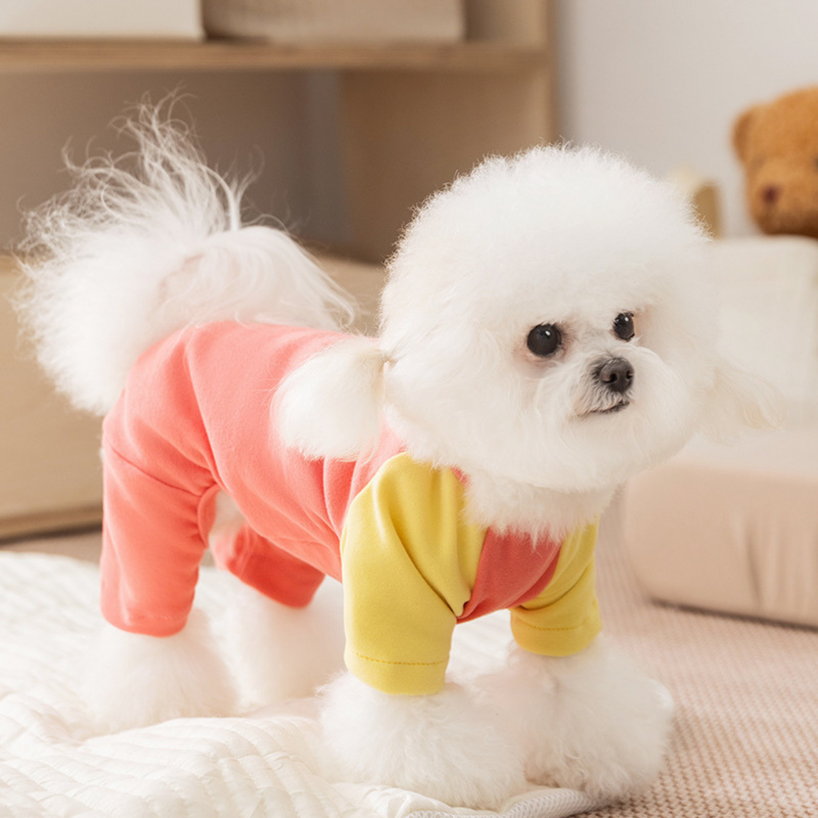 Maltipoodle