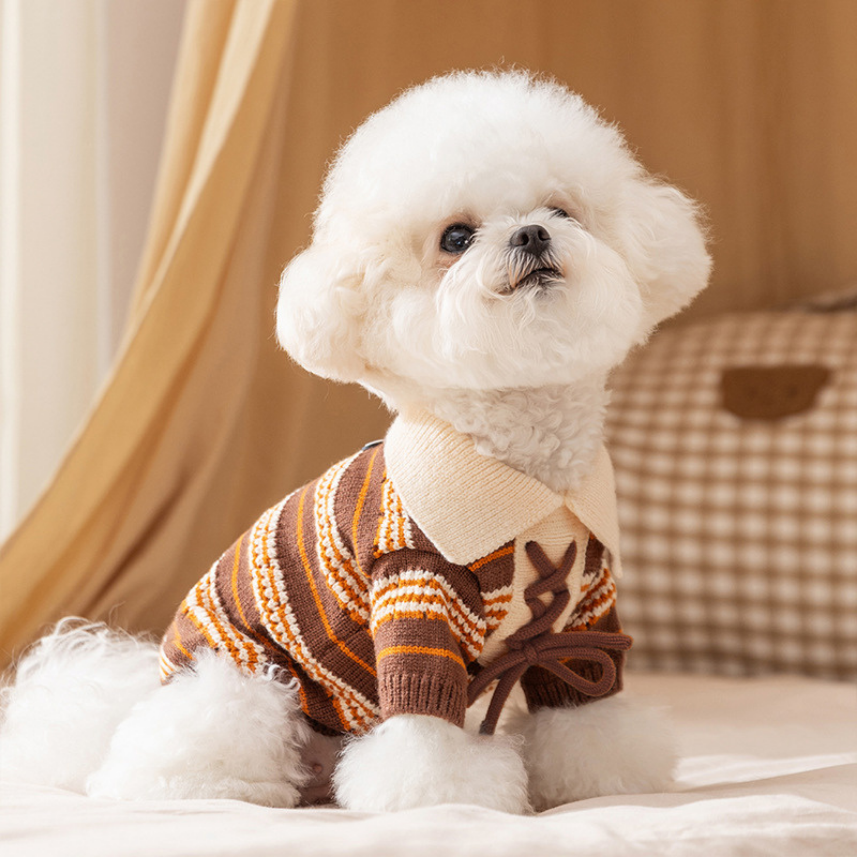 Maltipoodle