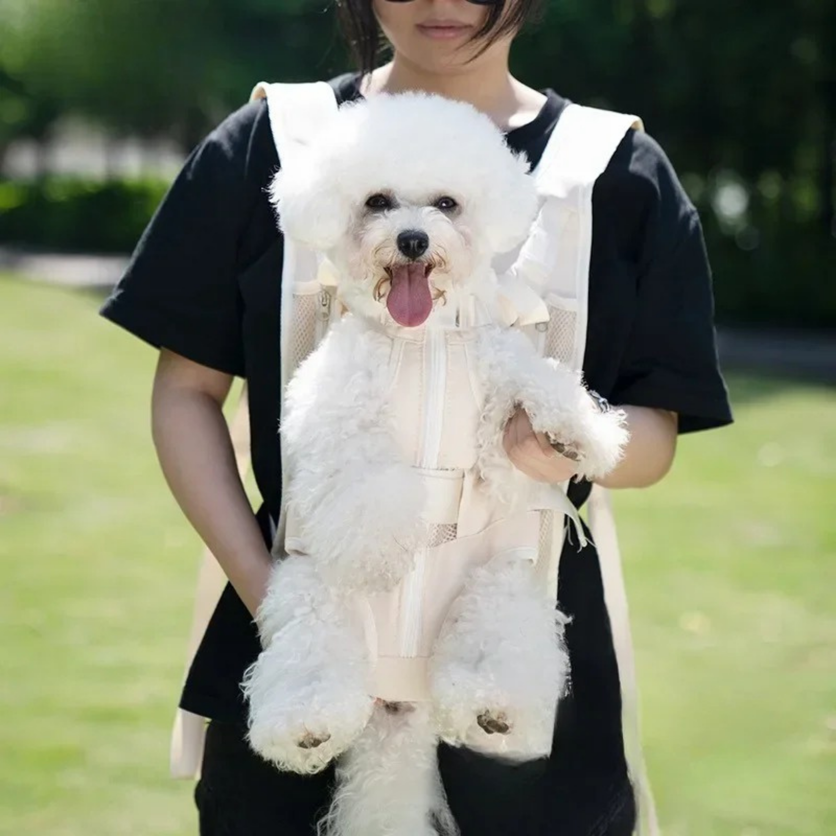 Maltipoodle