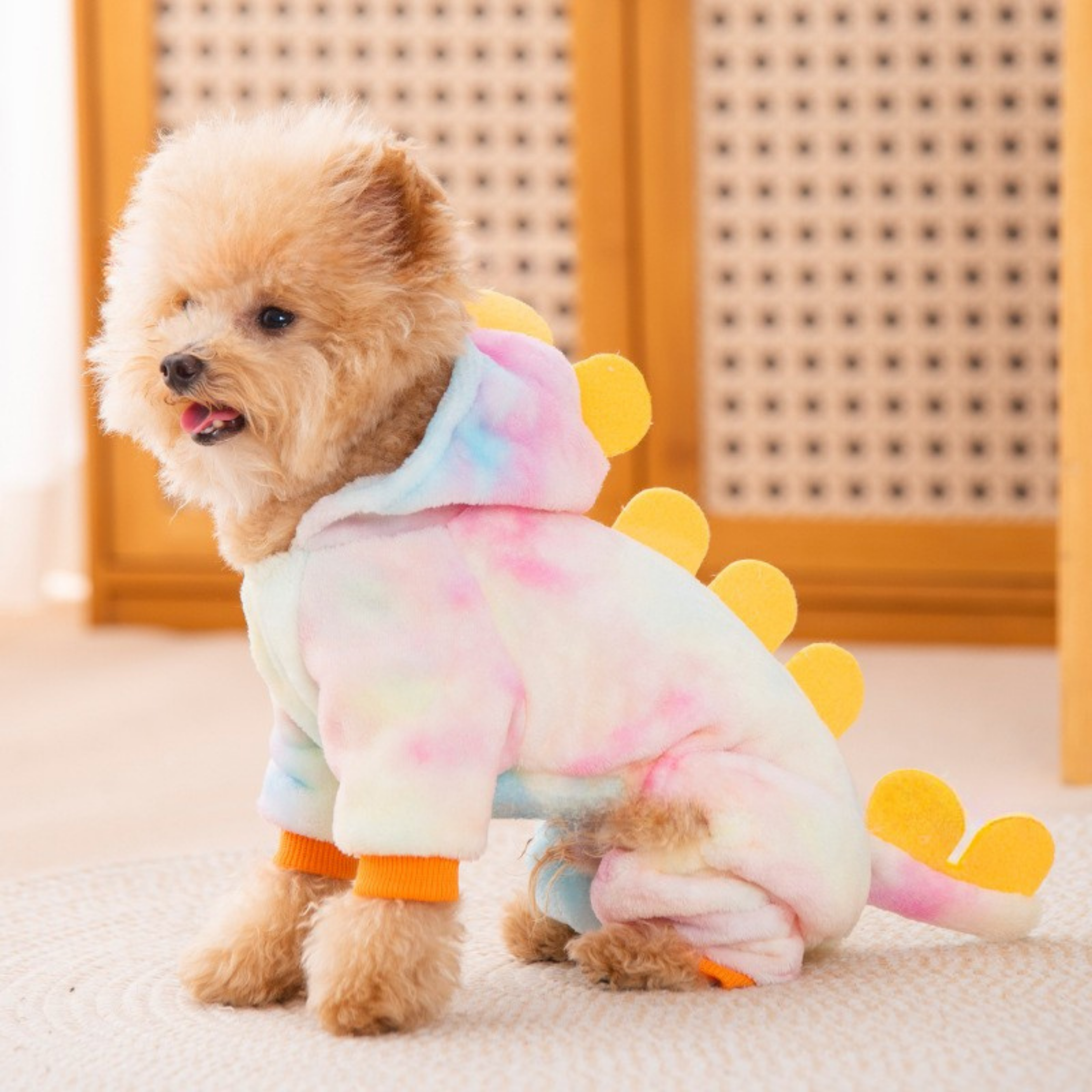 Maltipoodle