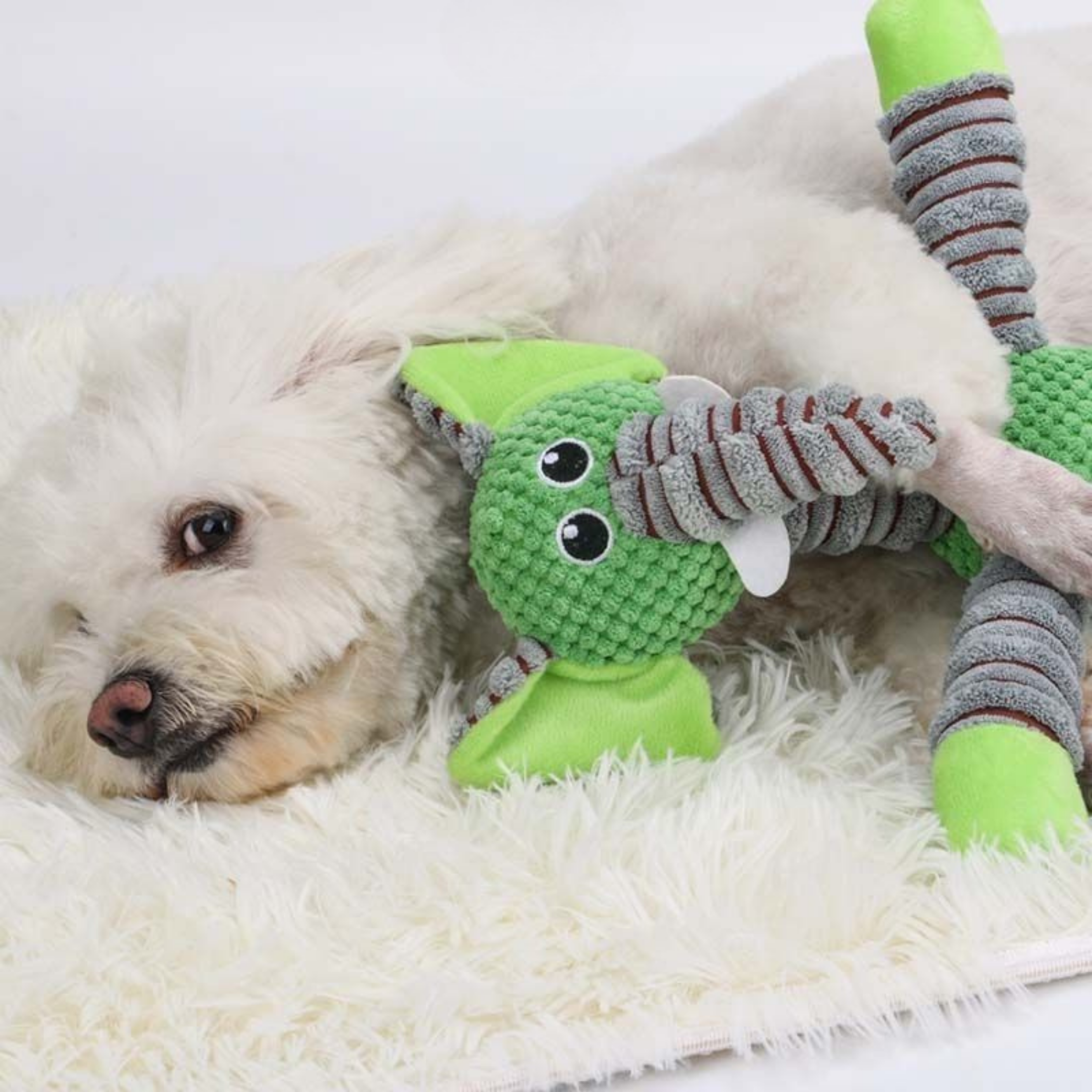 Maltipoodle