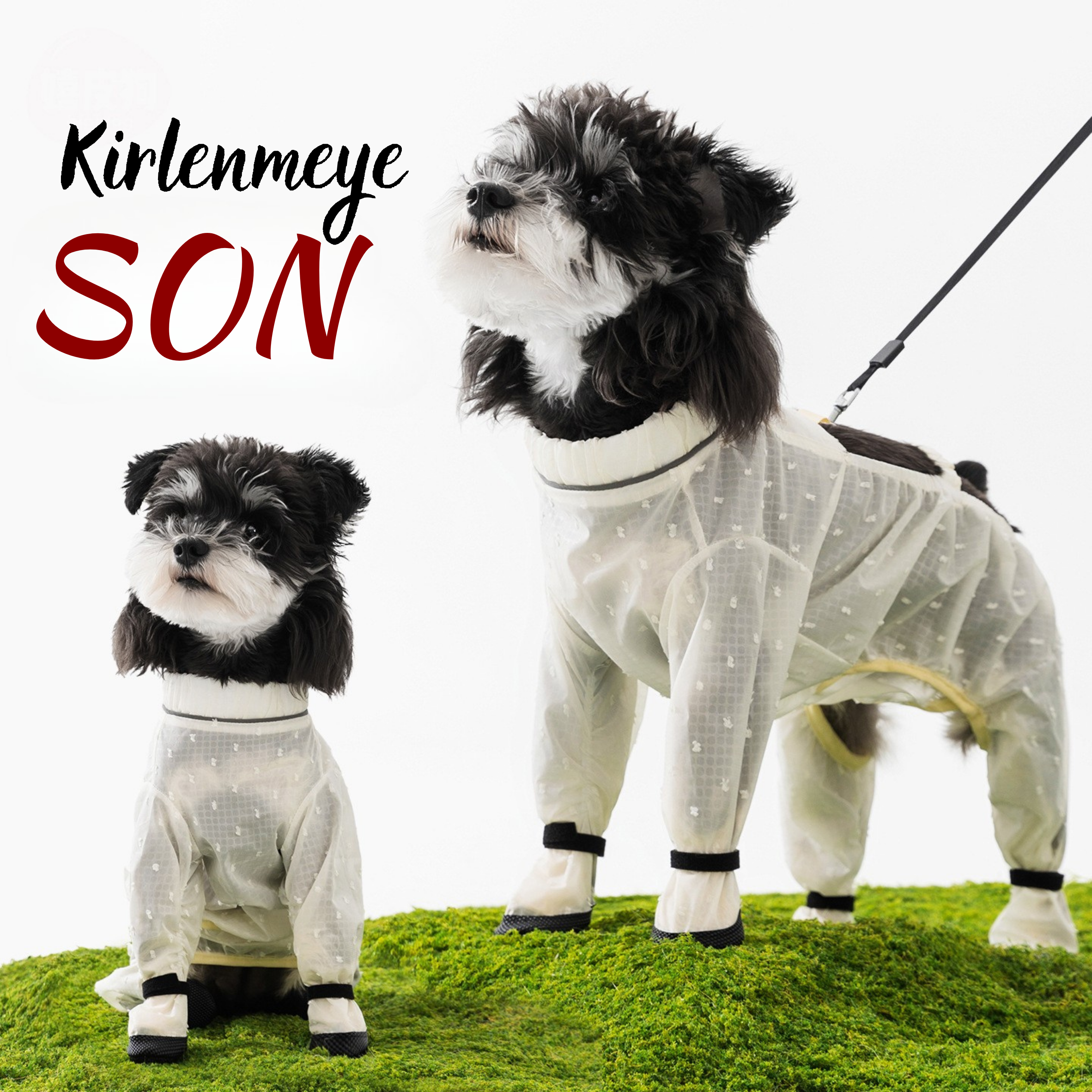 Maltipoodle