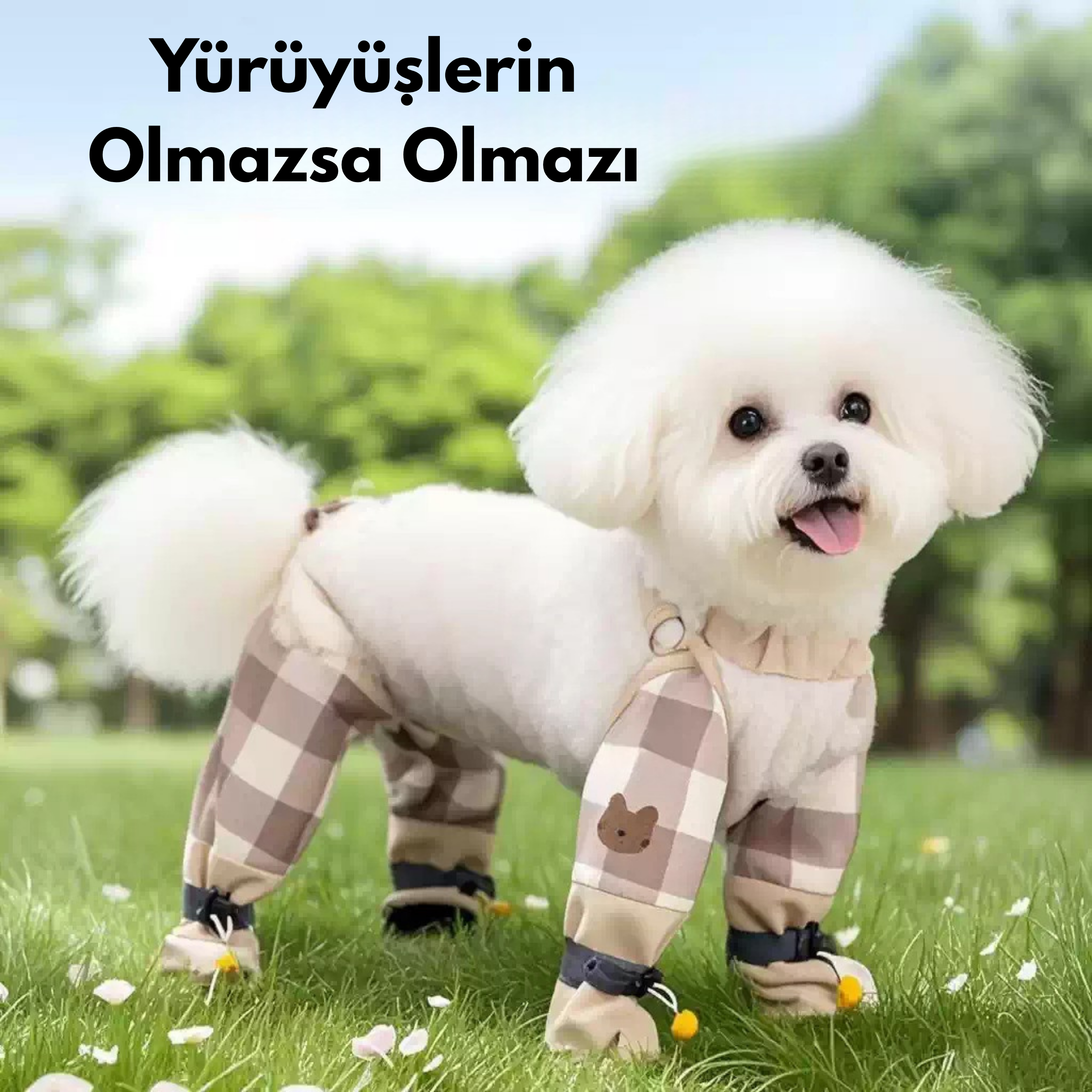 Maltipoodle