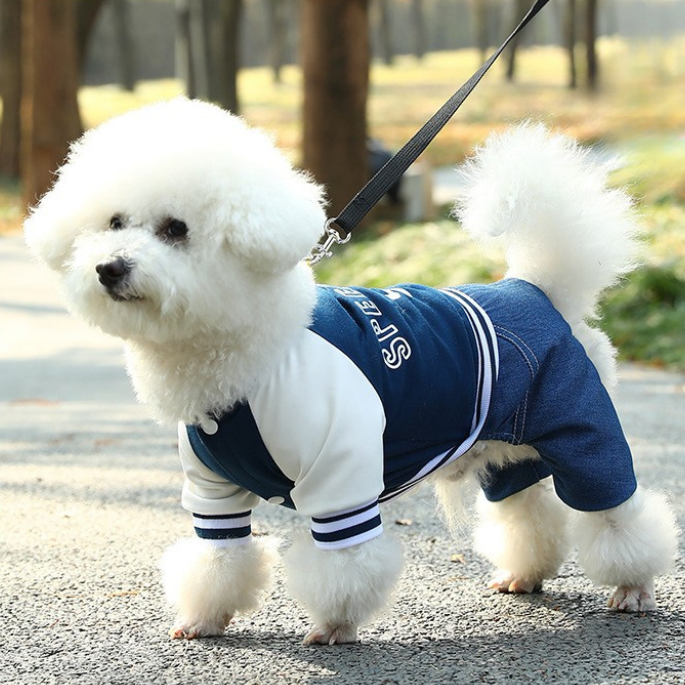 Maltipoodle
