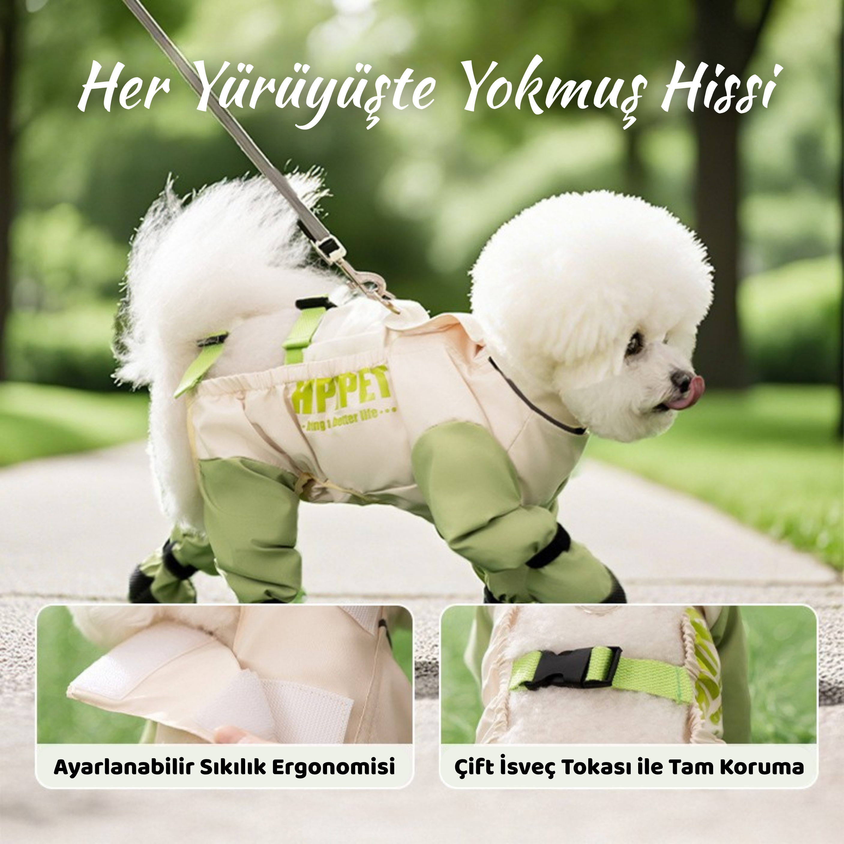 Maltipoodle