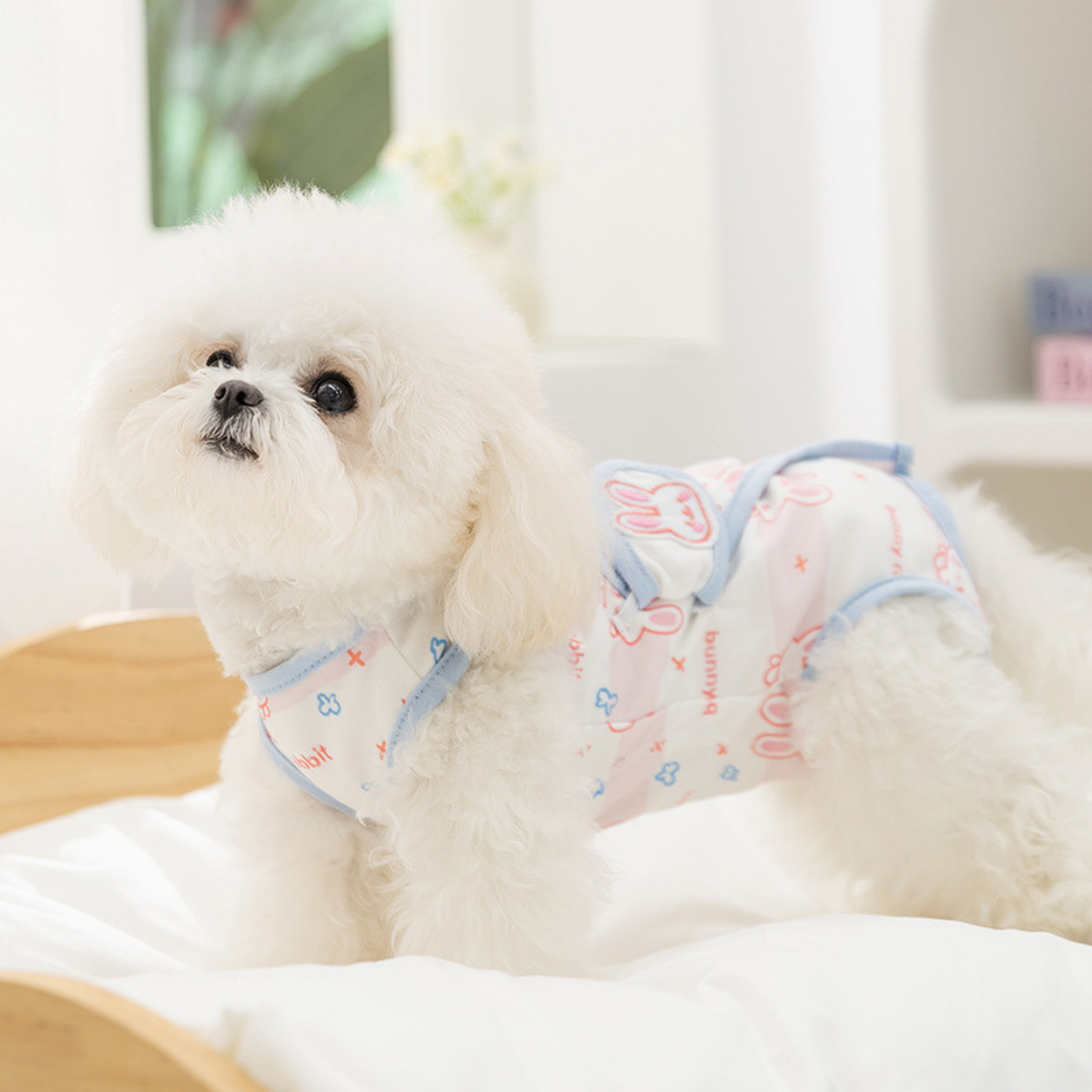 Maltipoodle
