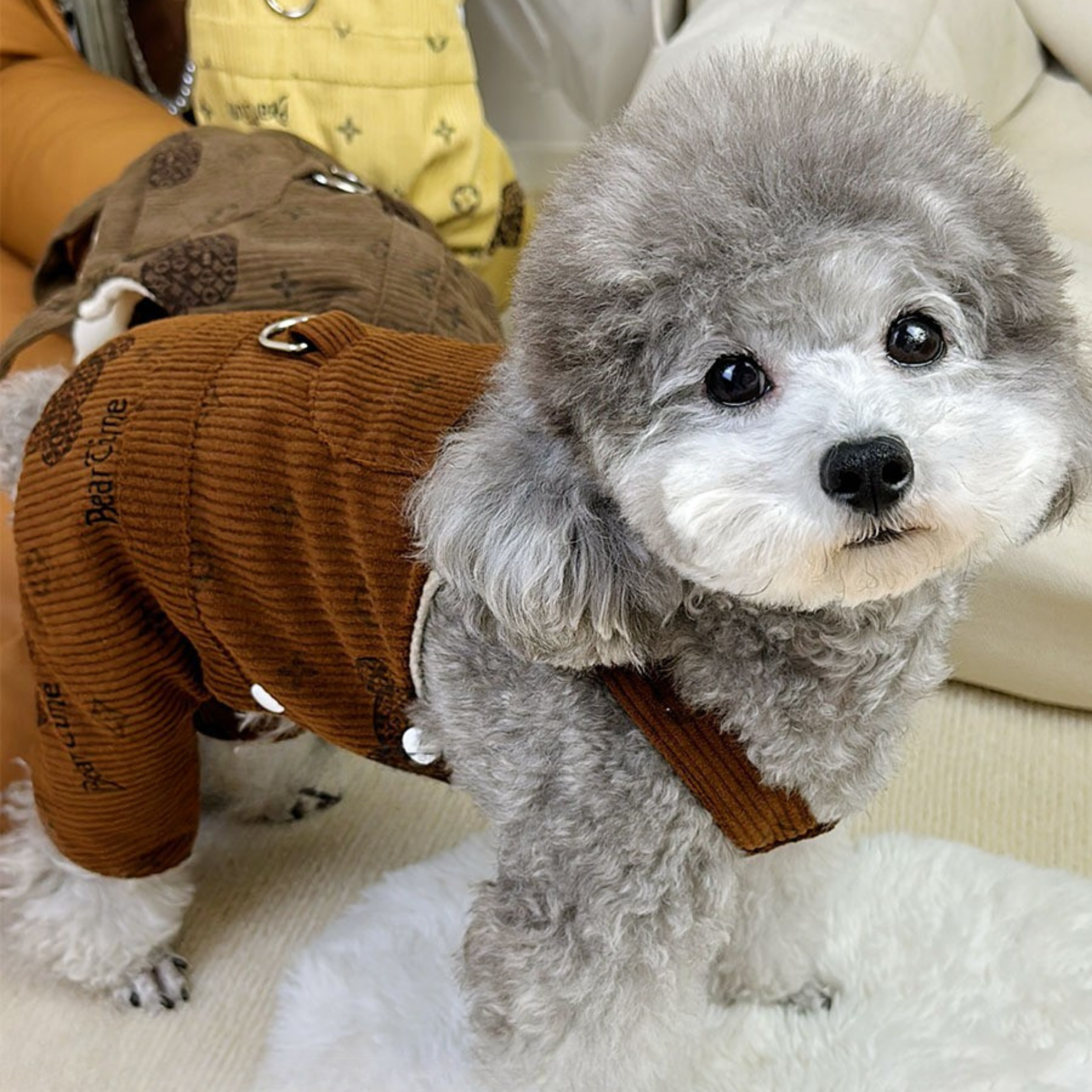 Maltipoodle