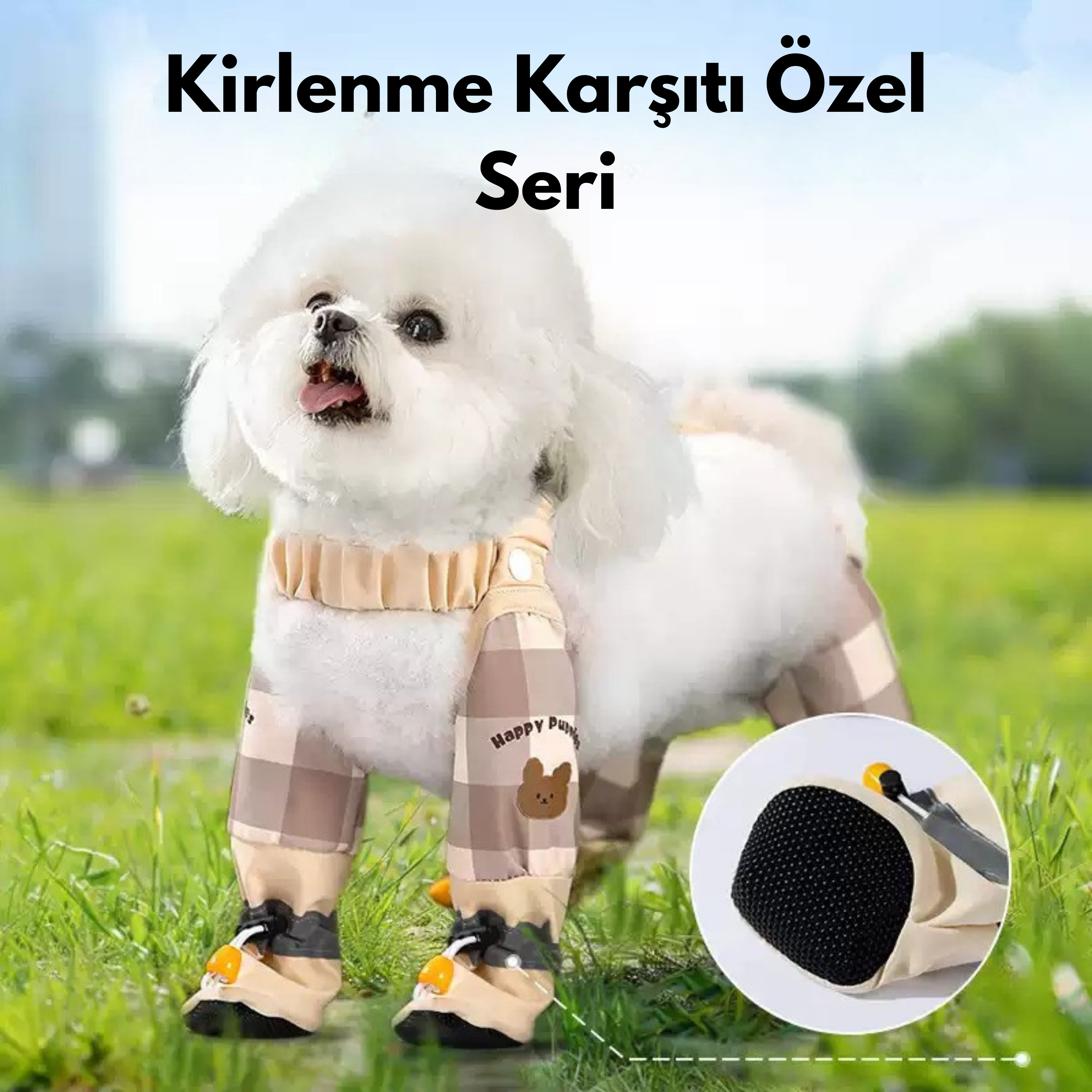 Maltipoodle