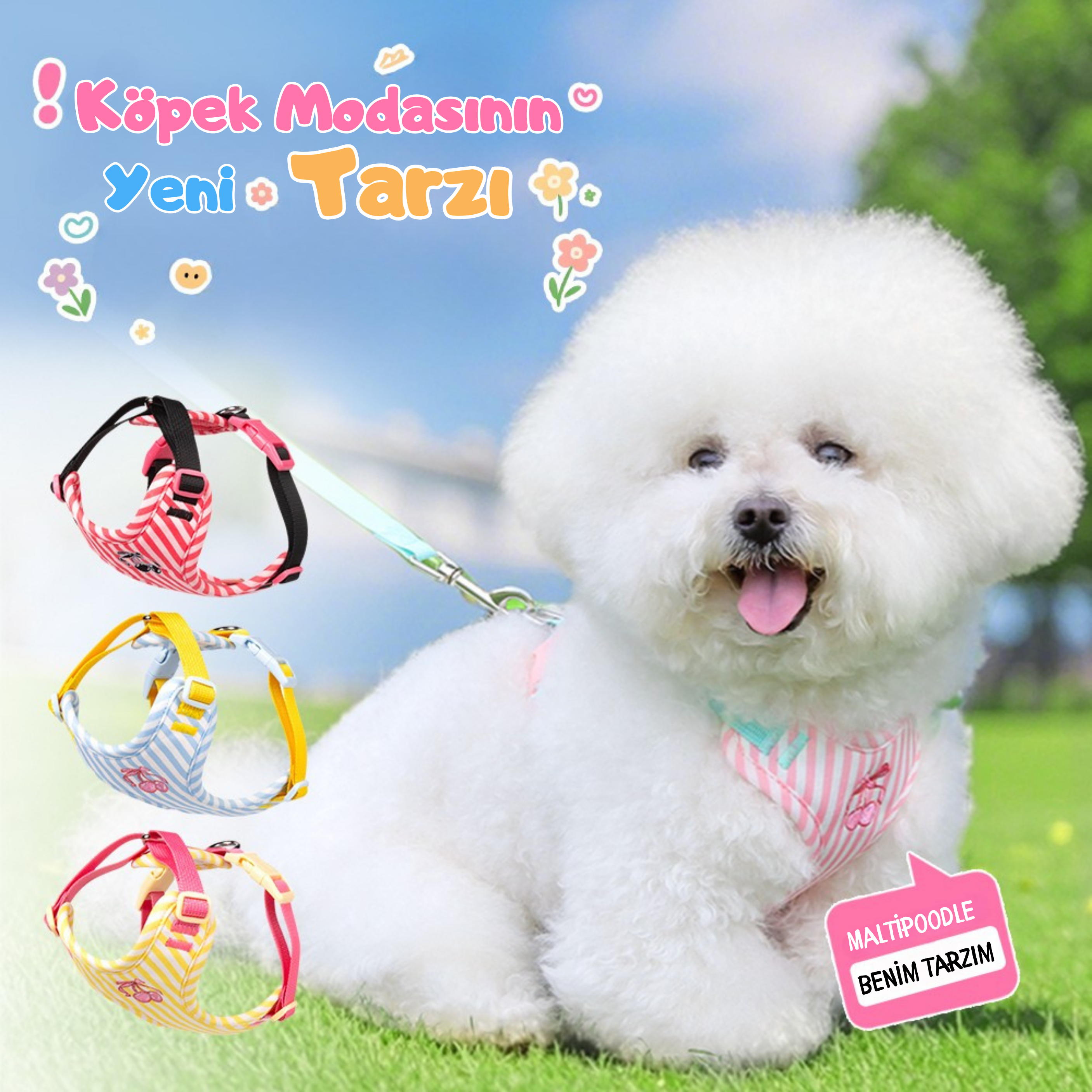 Maltipoodle