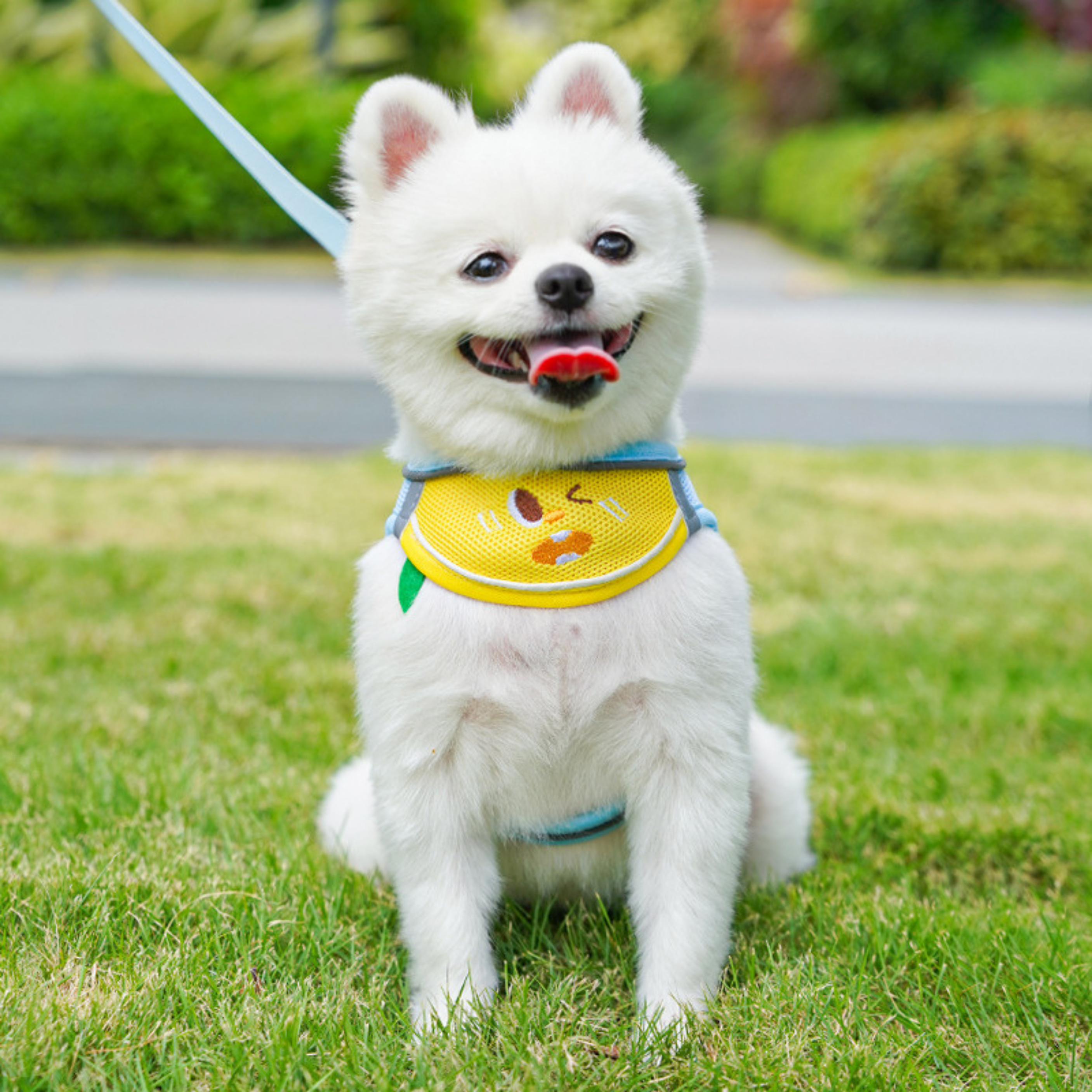 Maltipoodle