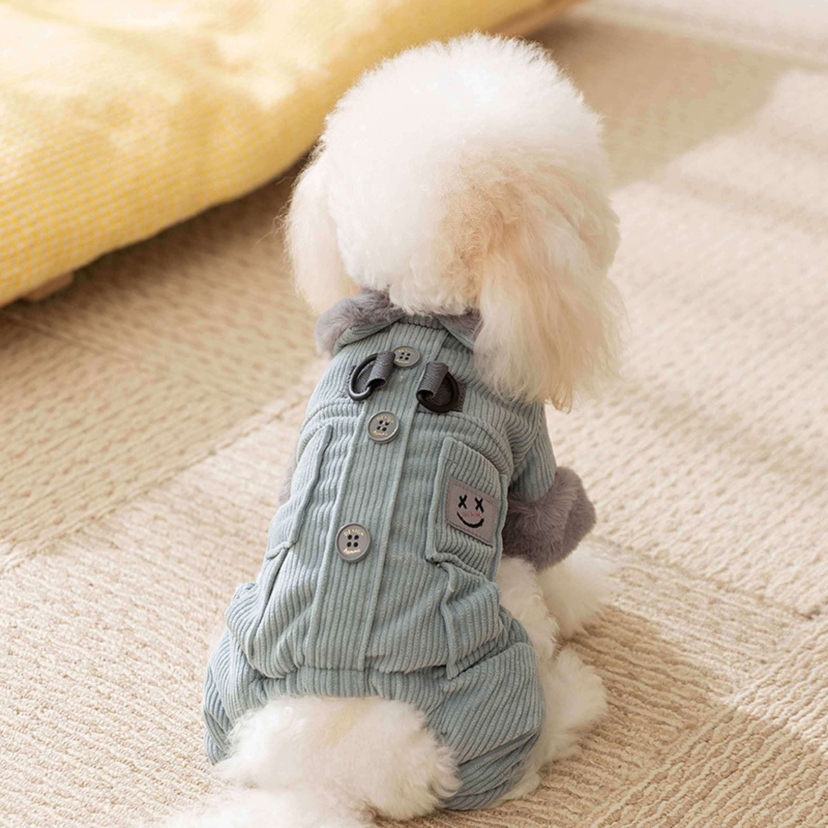 Maltipoodle