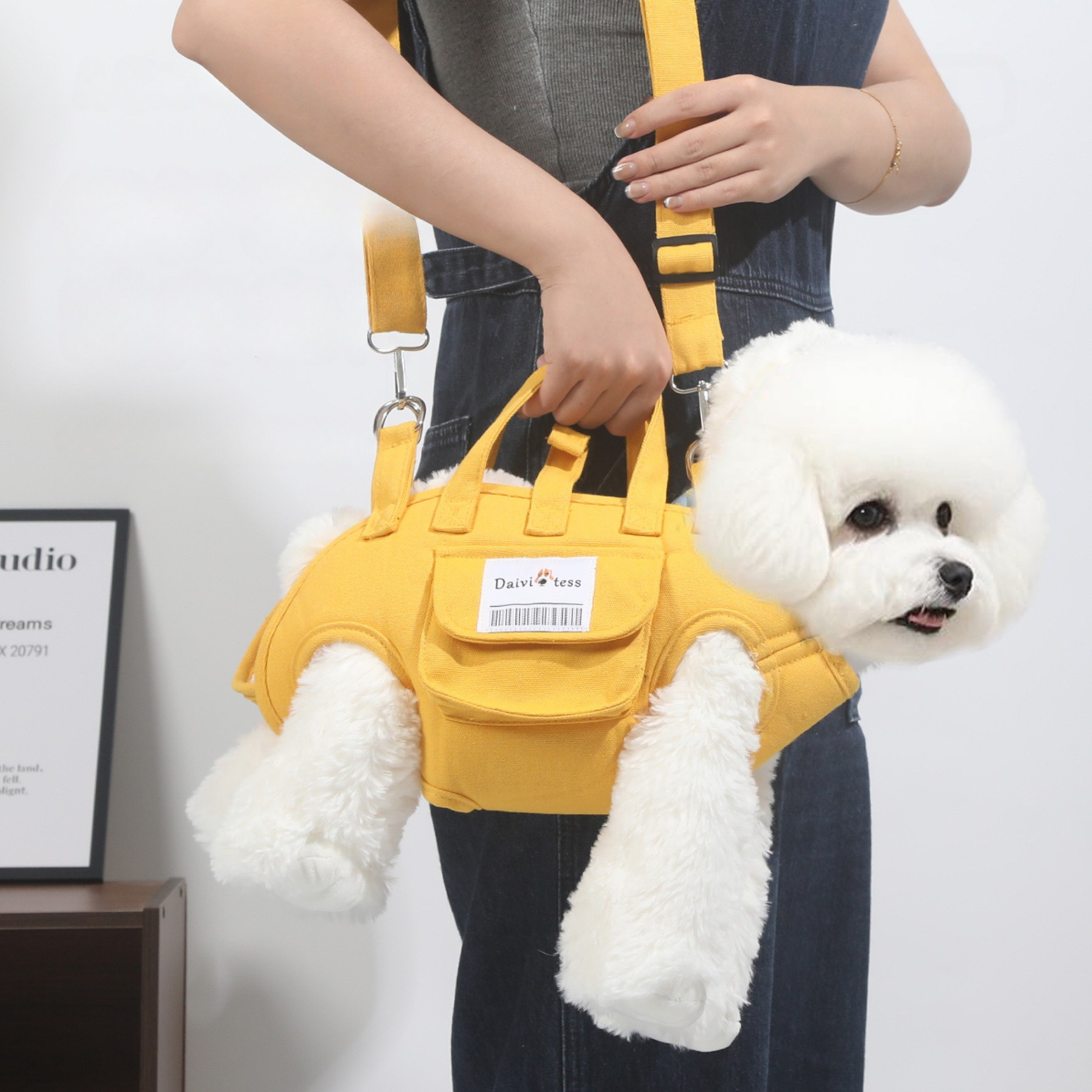Maltipoodle