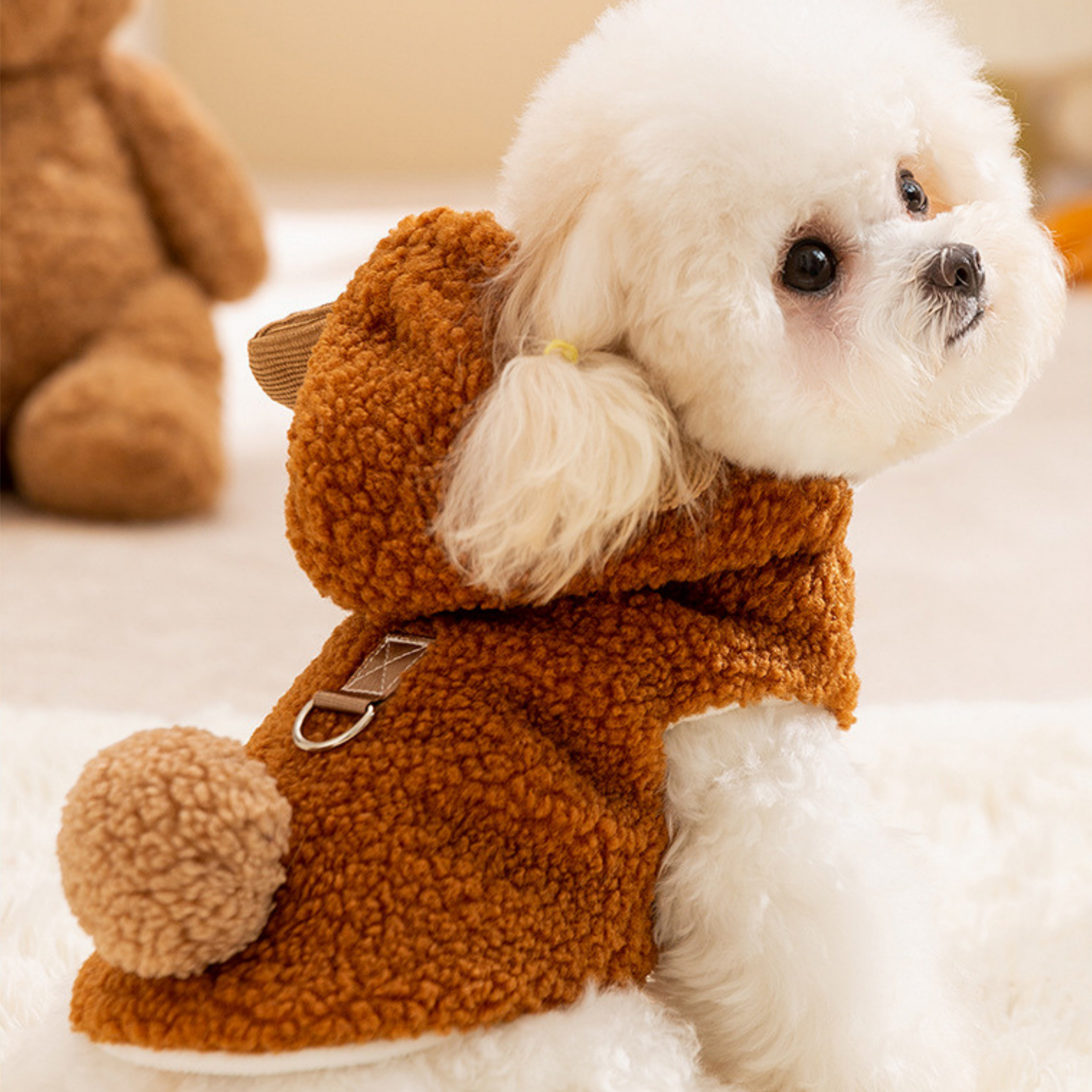 Maltipoodle