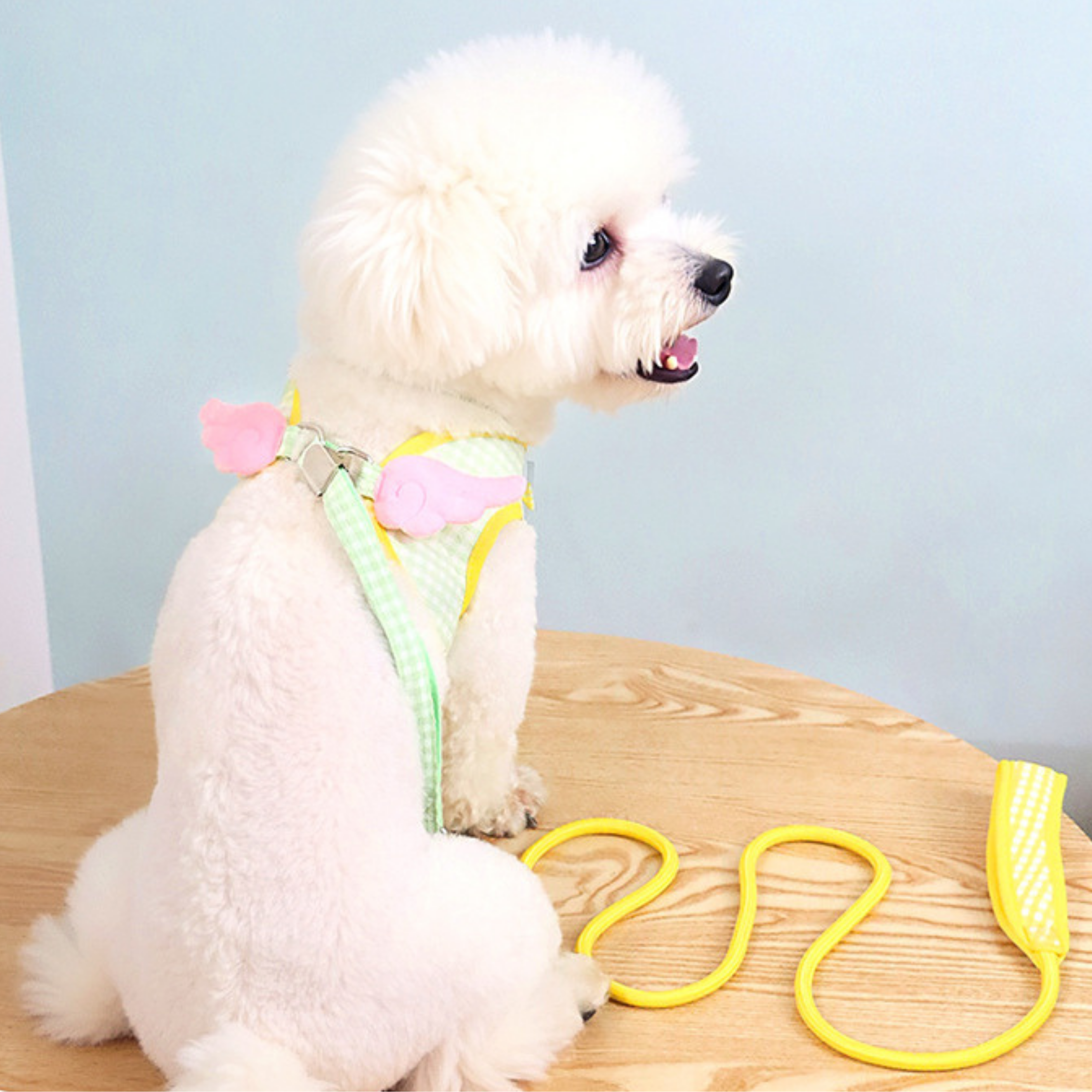 Maltipoodle