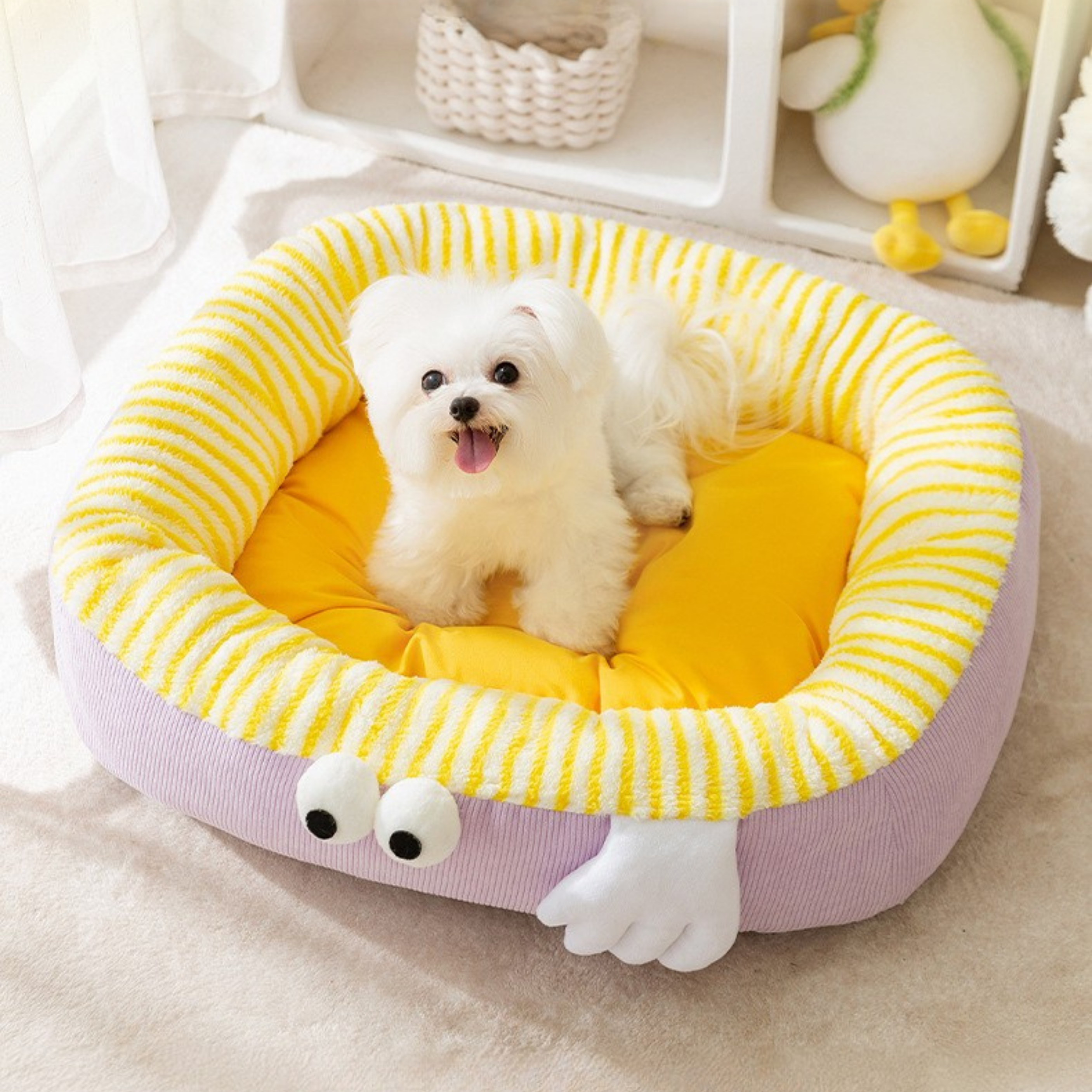 Maltipoodle