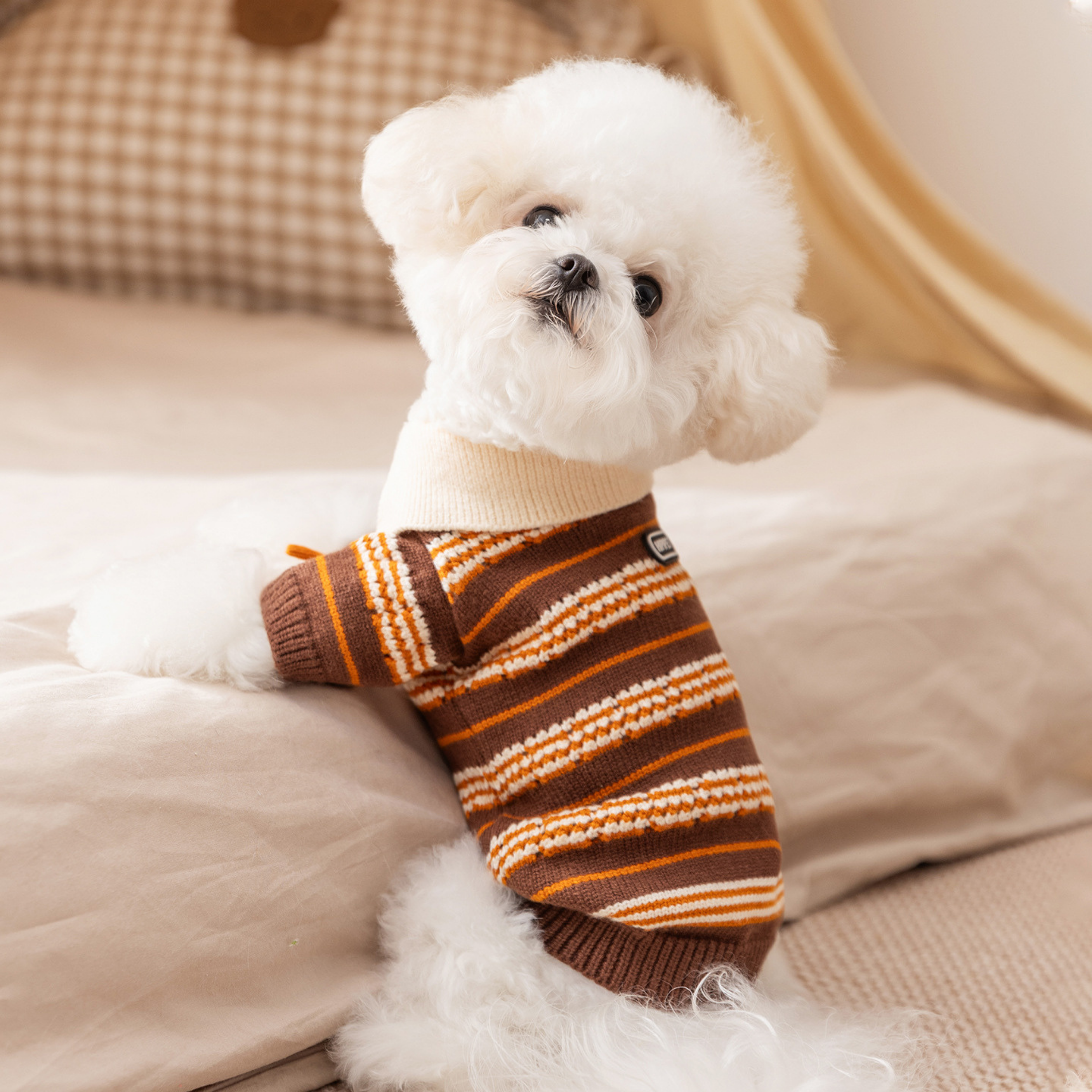 Maltipoodle