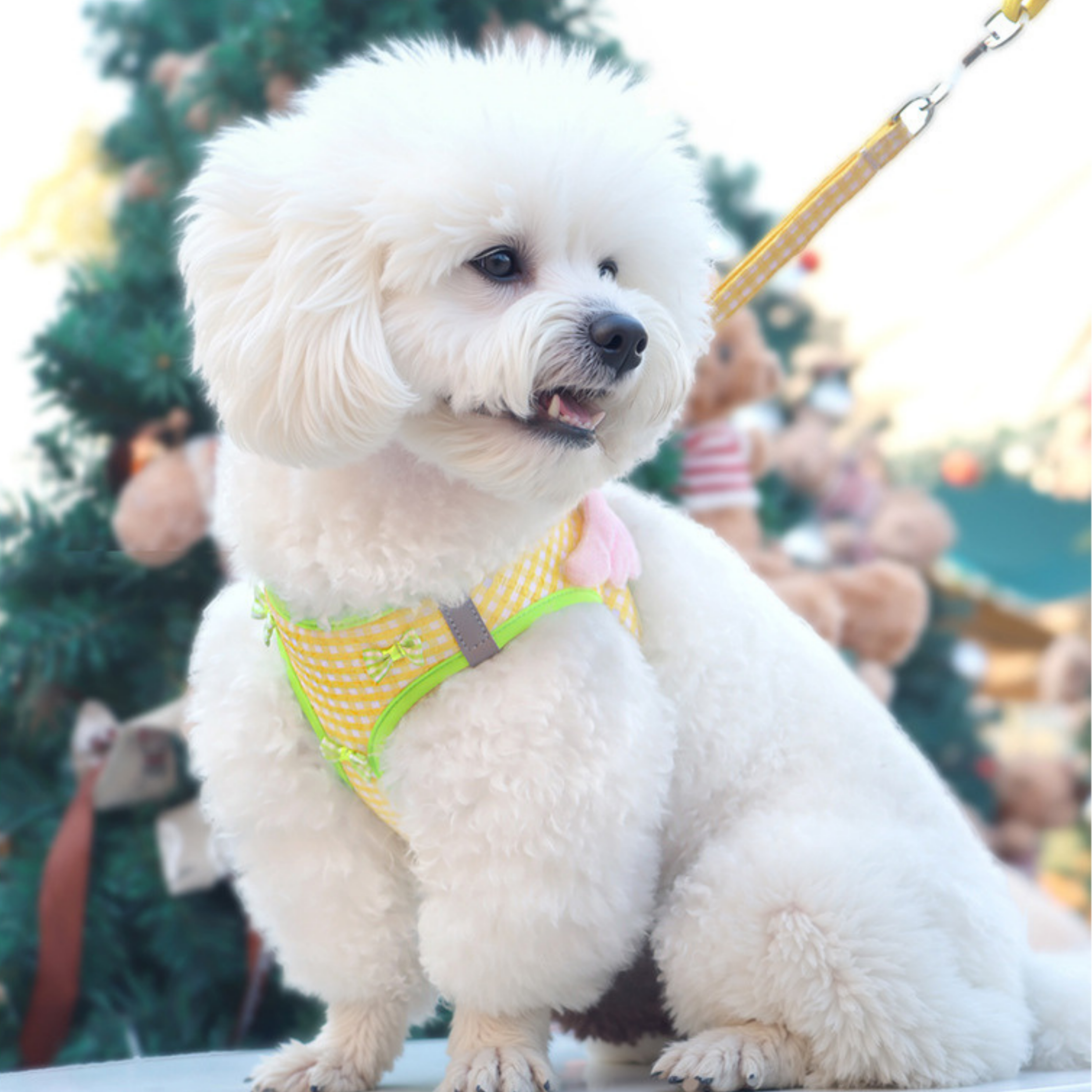 Maltipoodle