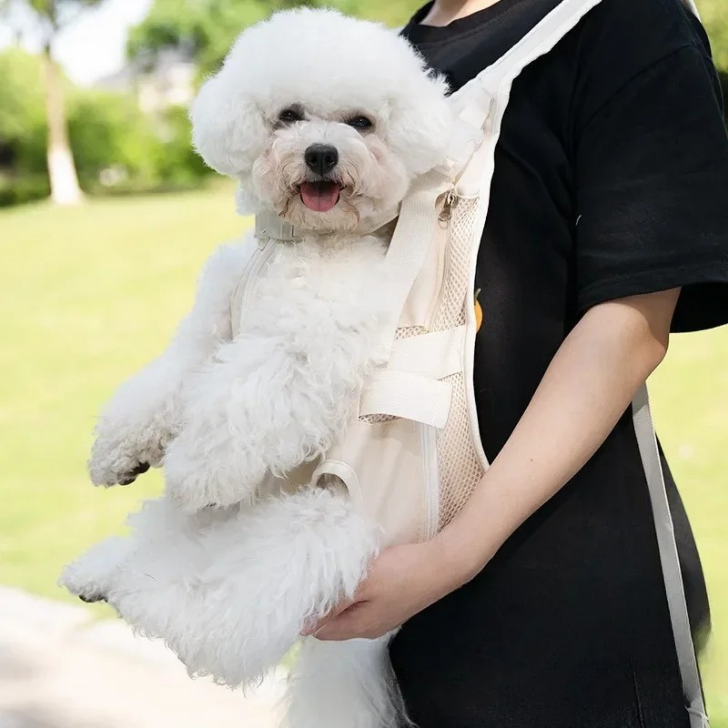 Maltipoodle